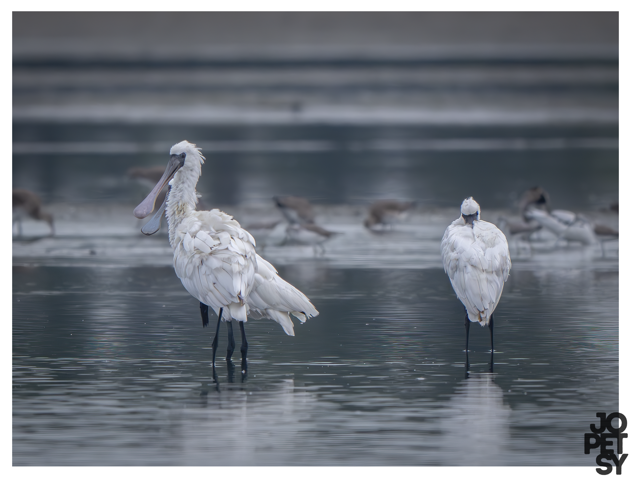 Black-faced Spoonbill