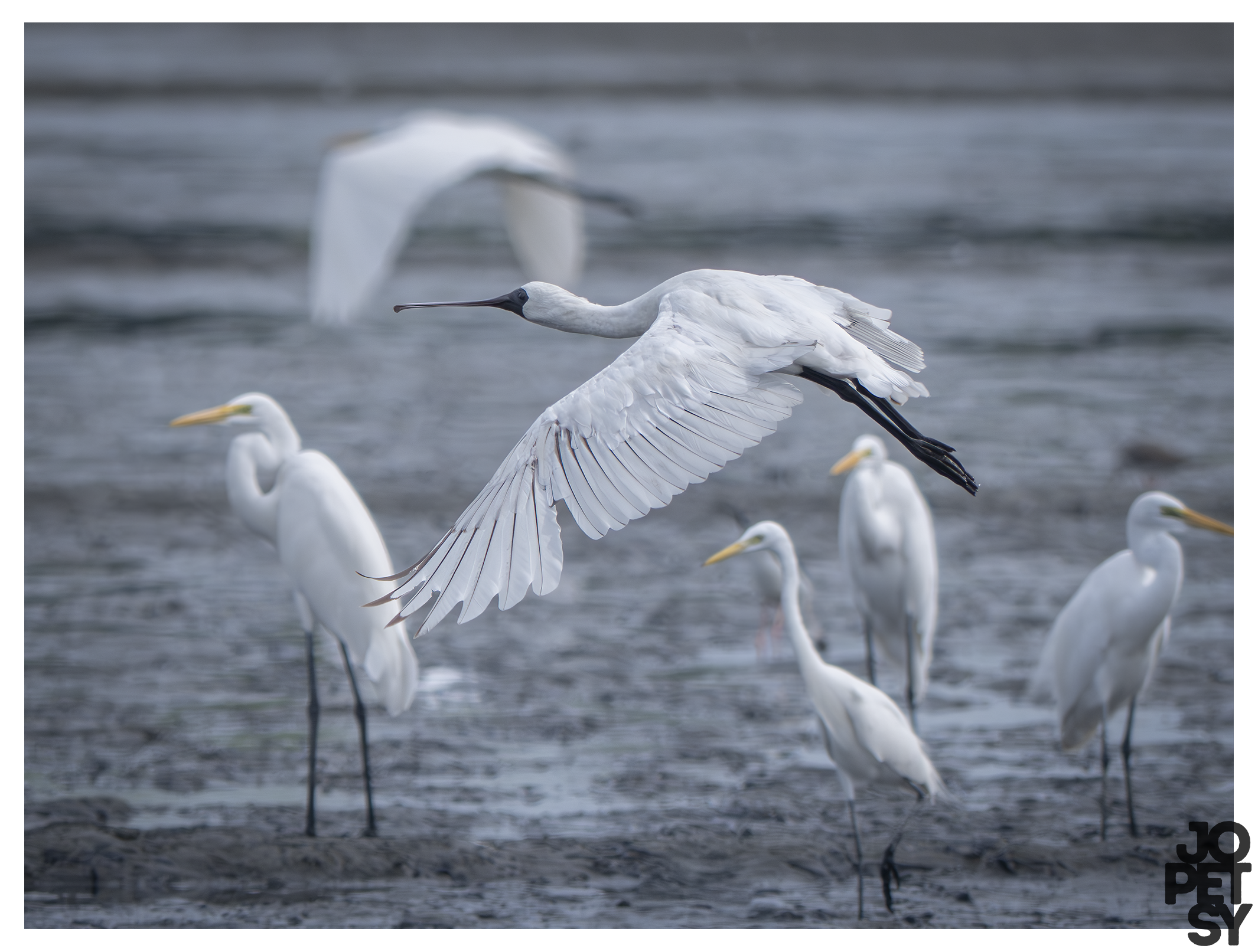Black-faced Spoonbill