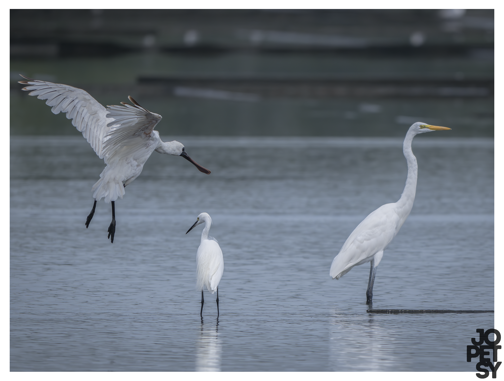 Black-faced Spoonbill