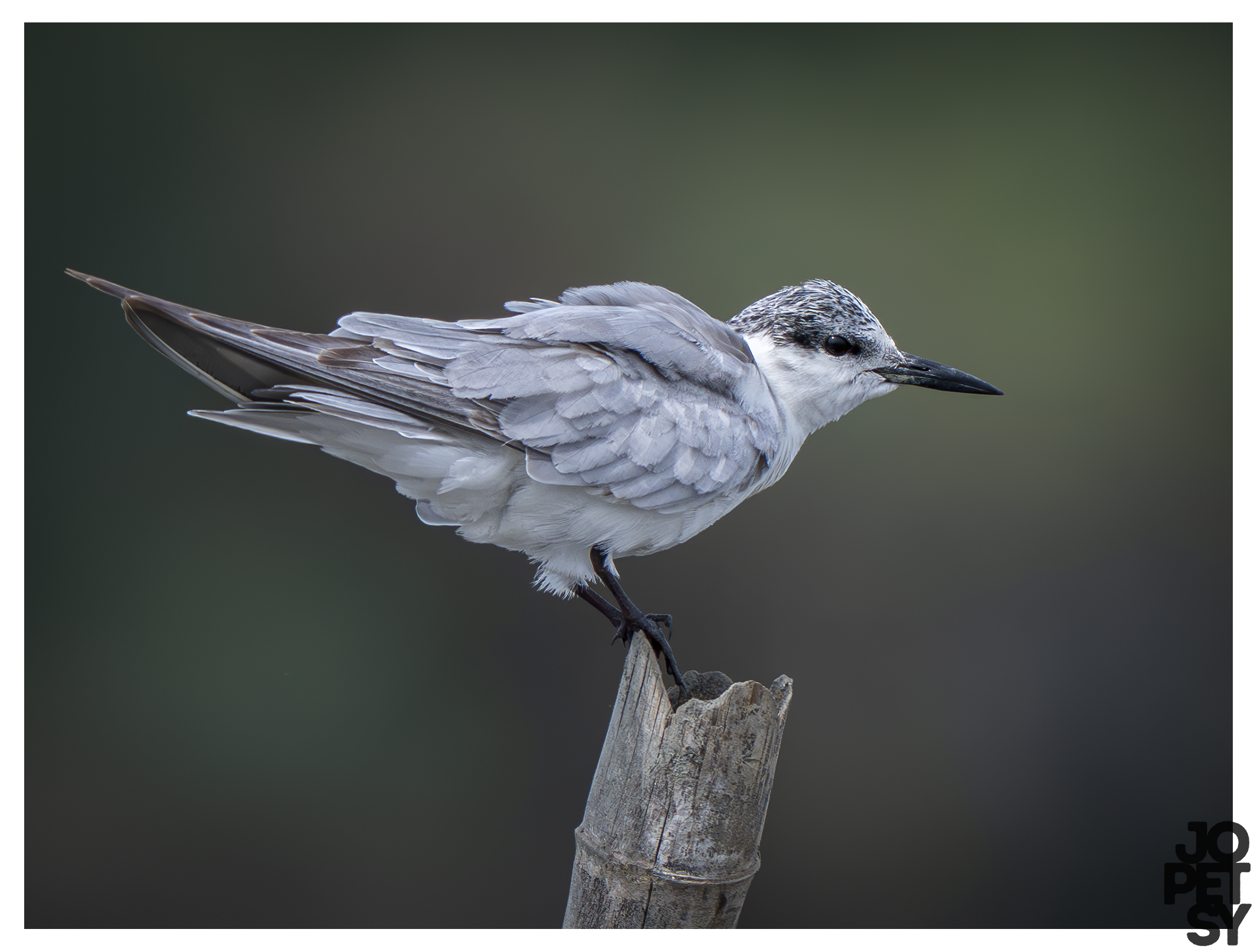 Whiskered Tern