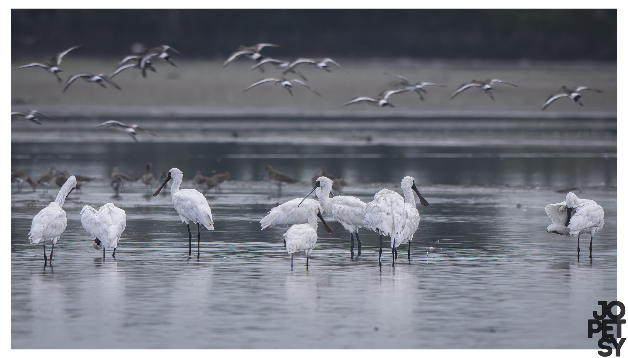 Black-faced Spoonbill