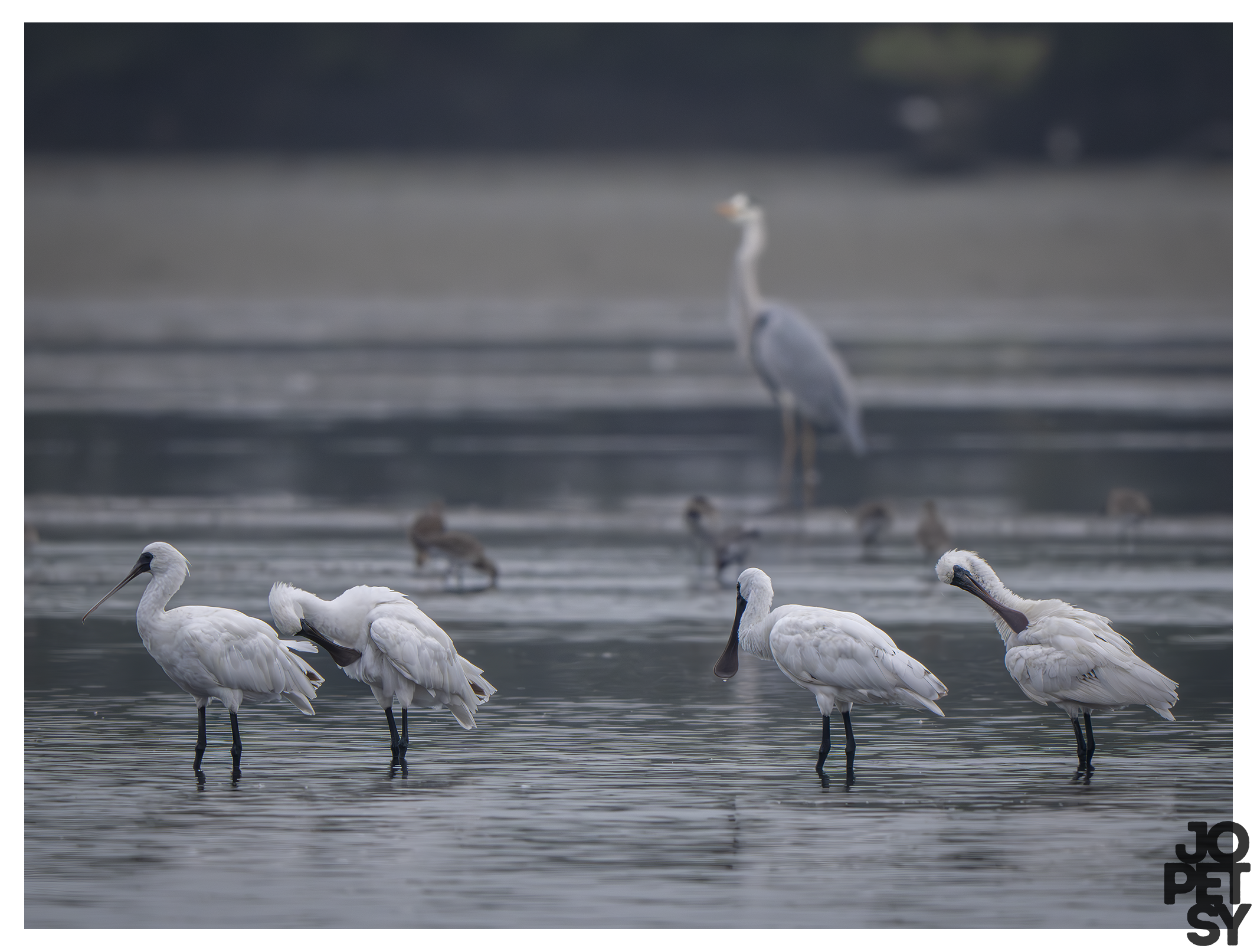 Black-faced Spoonbill