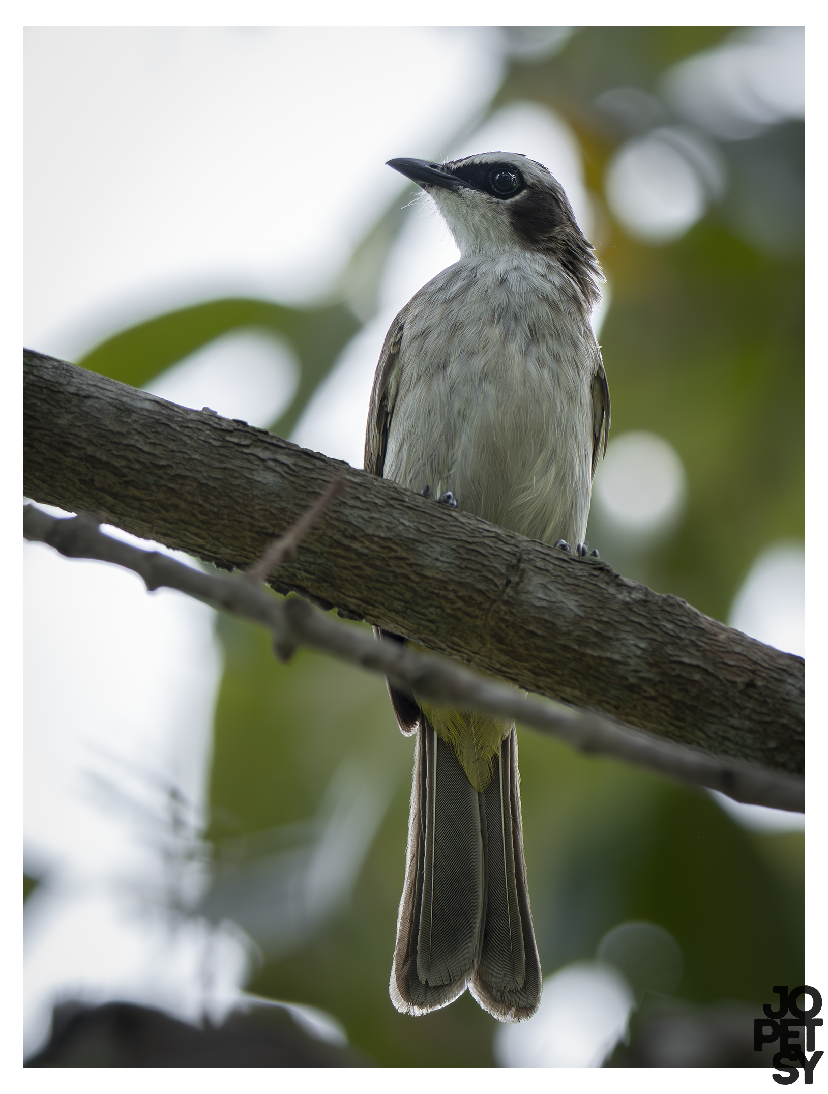 Yellow-vented Bulbul