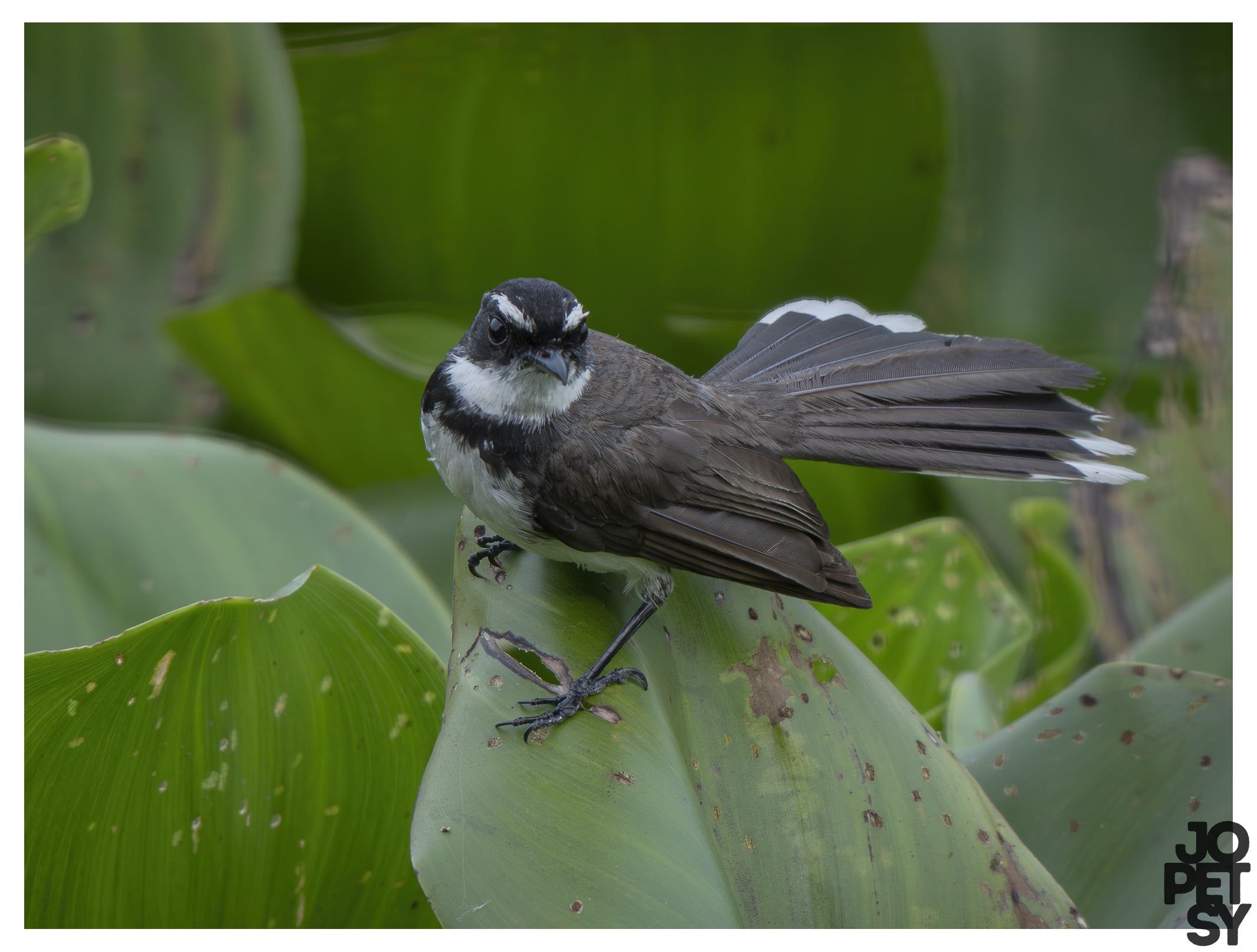 Philippine pied-Fantail