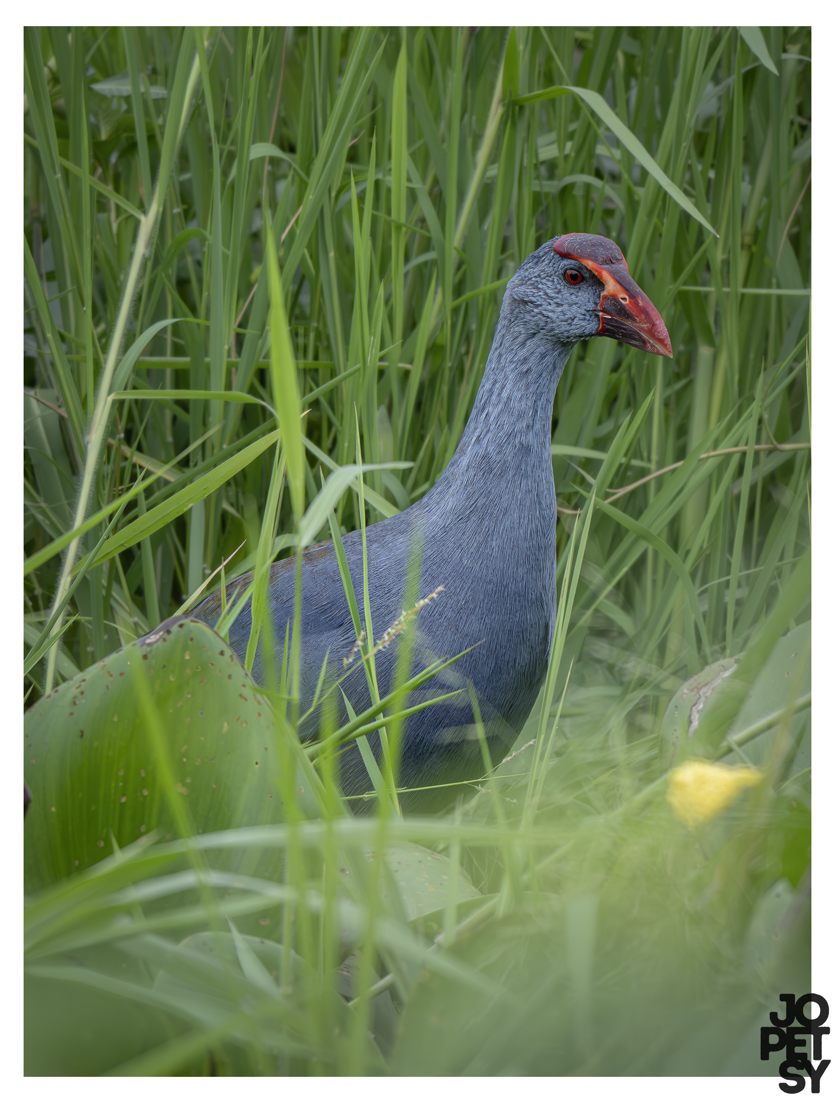 Purple Swamphen