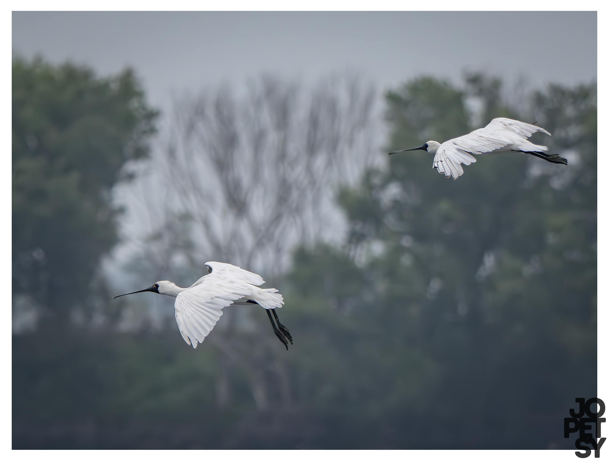 Black-faced Spoonbill