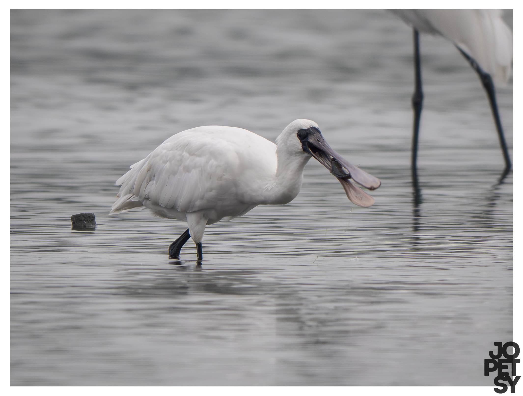 Black-faced Spoonbill