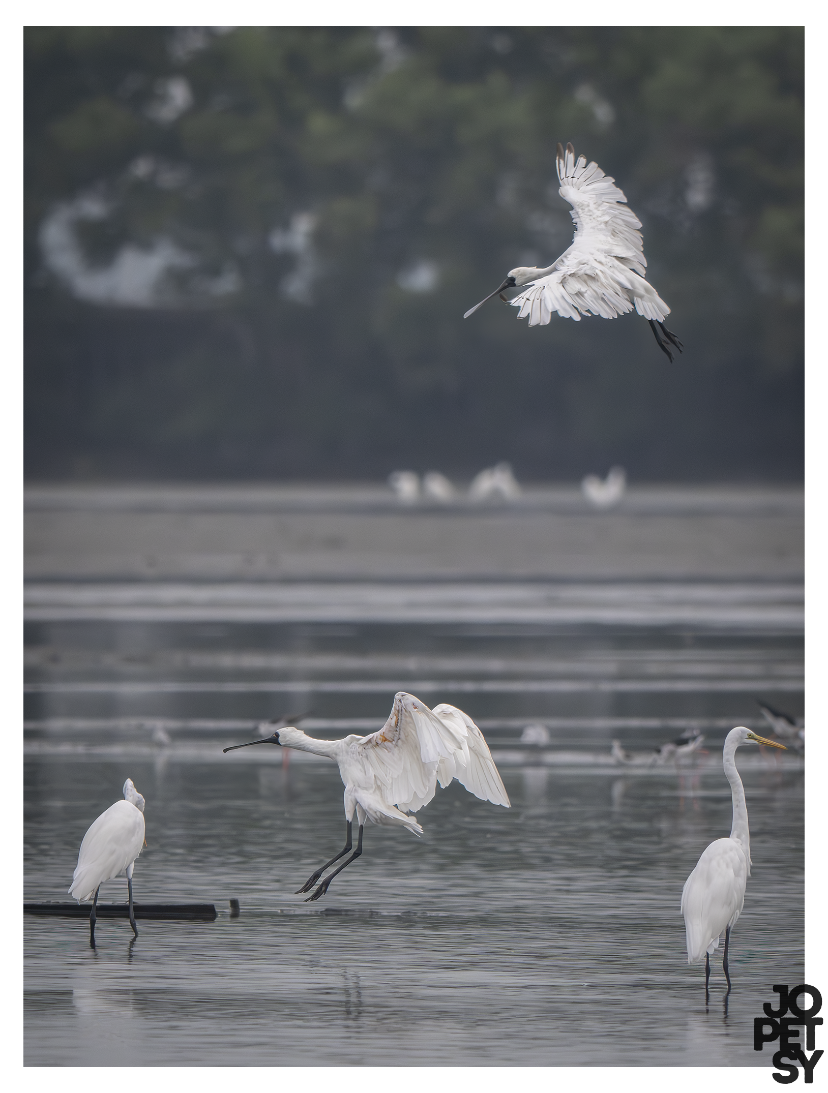 Black-faced Spoonbill