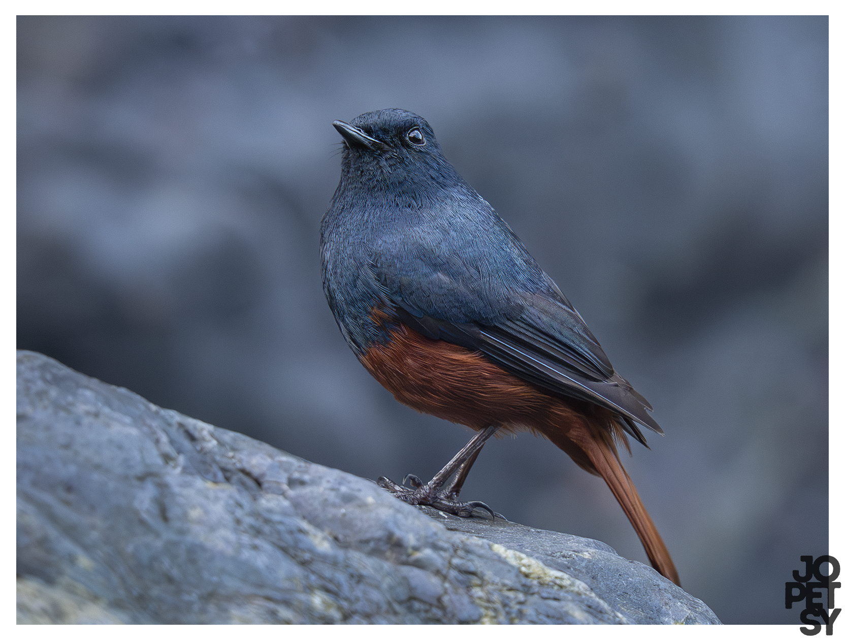 Luzon Redstart