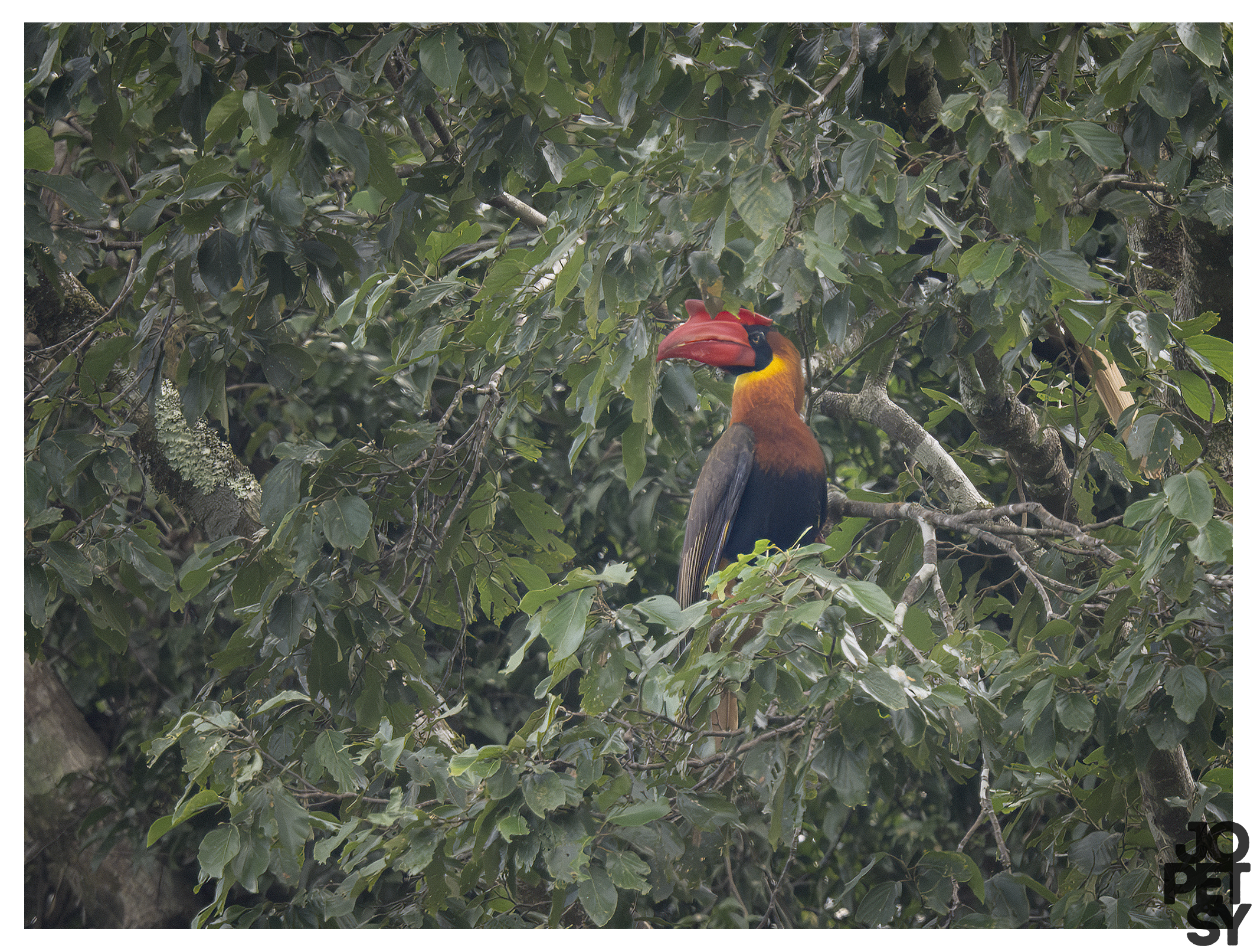 Rufous Hornbill