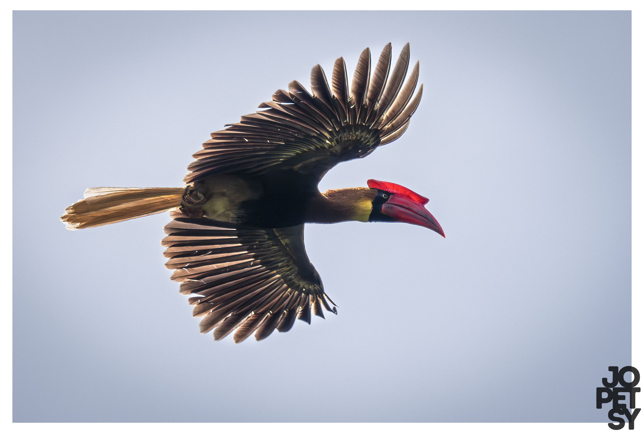 Rufous Hornbill