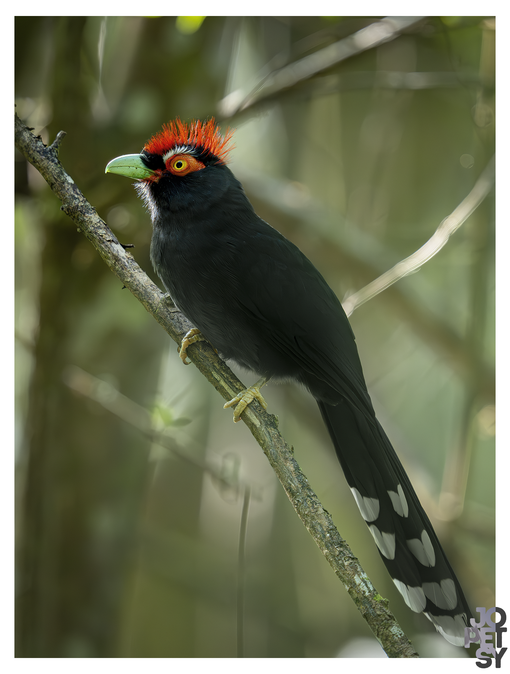 Rough-crested Malkoha