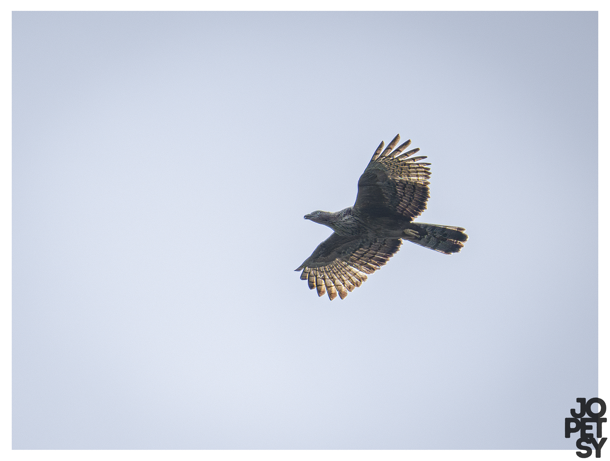 Oriental-honey Buzzard