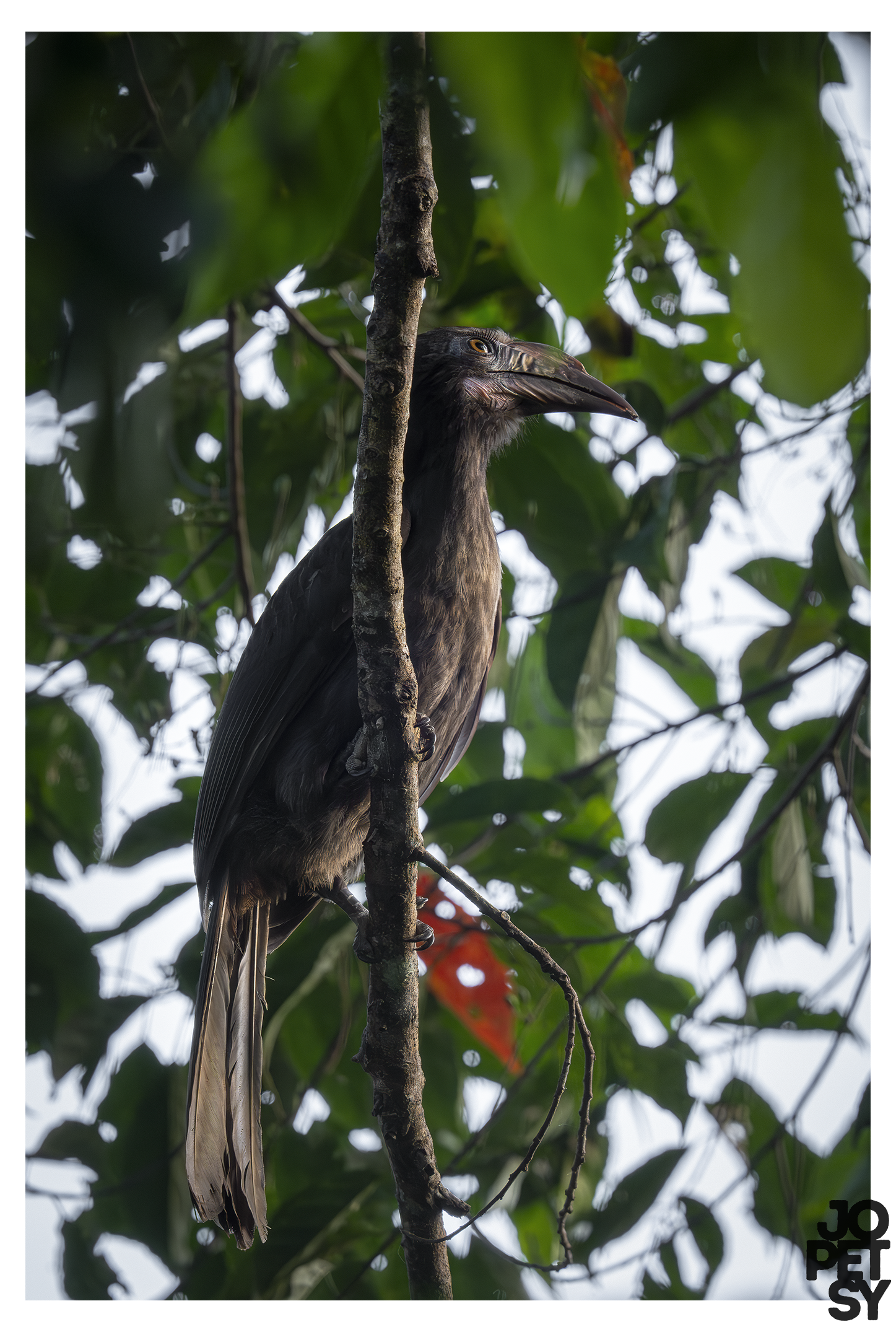 Luzon Hornbill