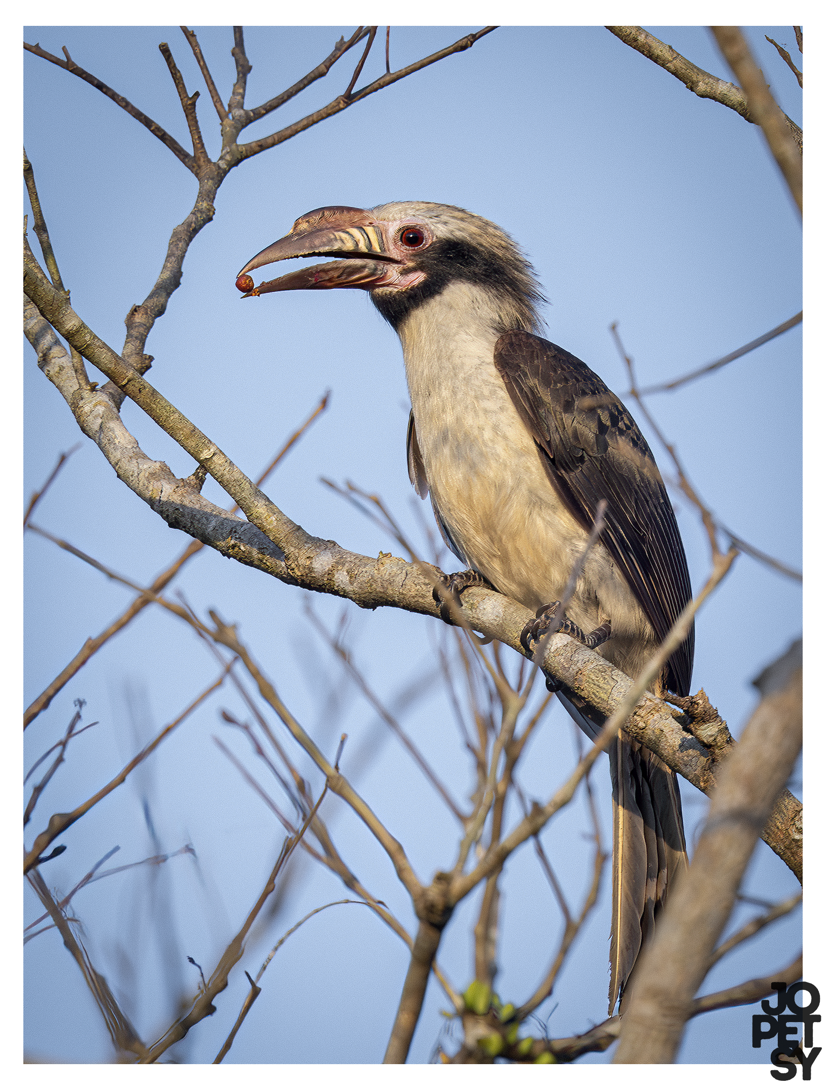 Luzon Hornbill