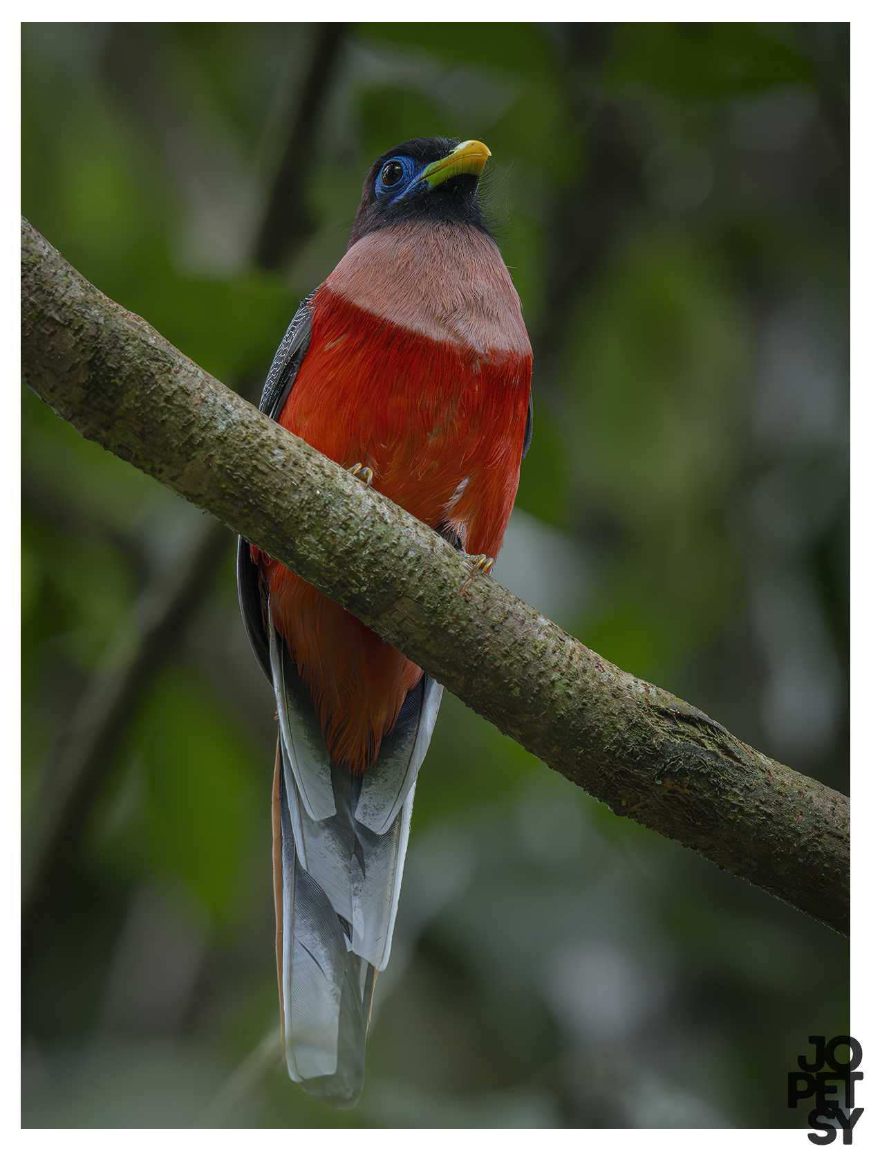 Philippine Trogon