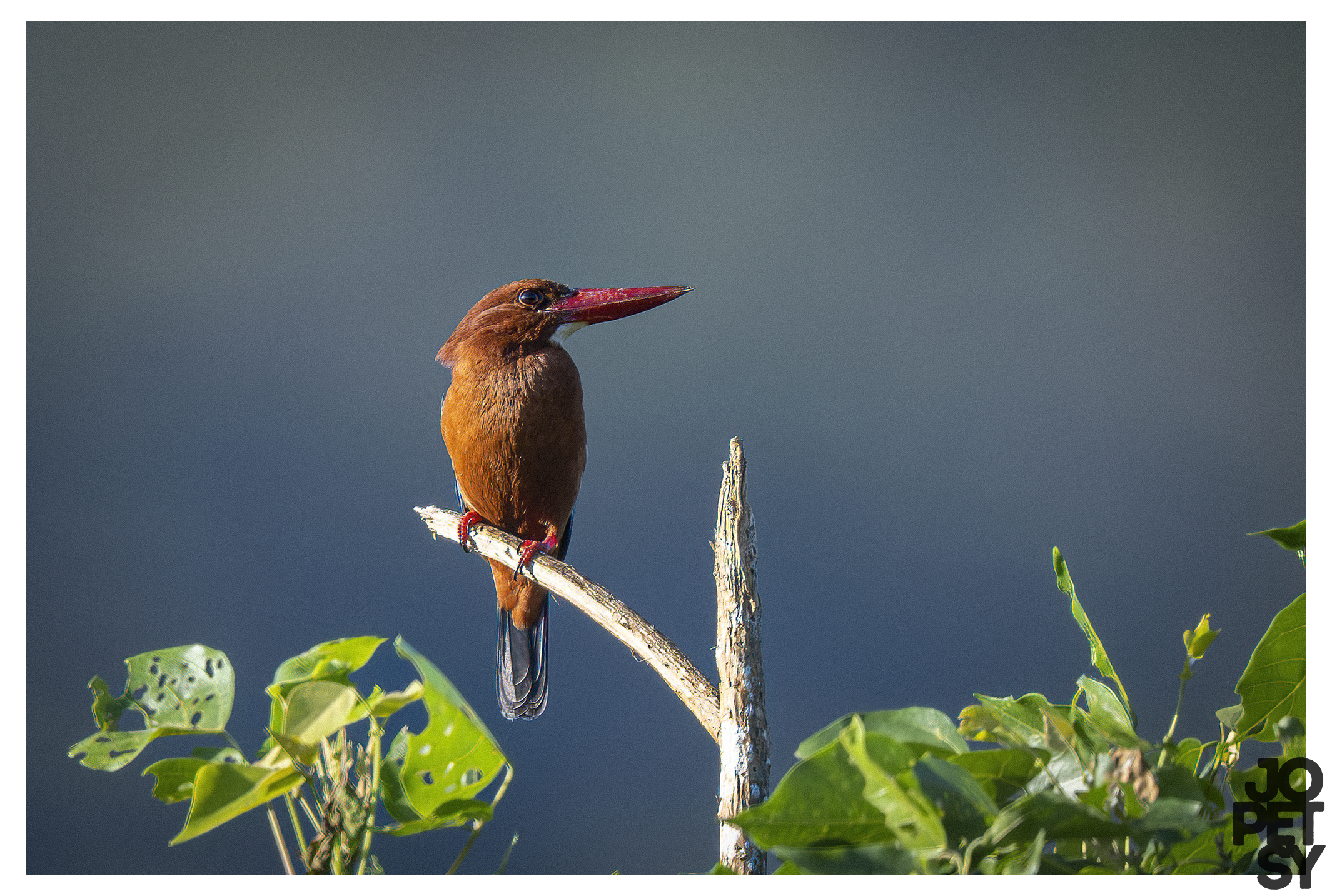 Brown-breasted Kingfisher