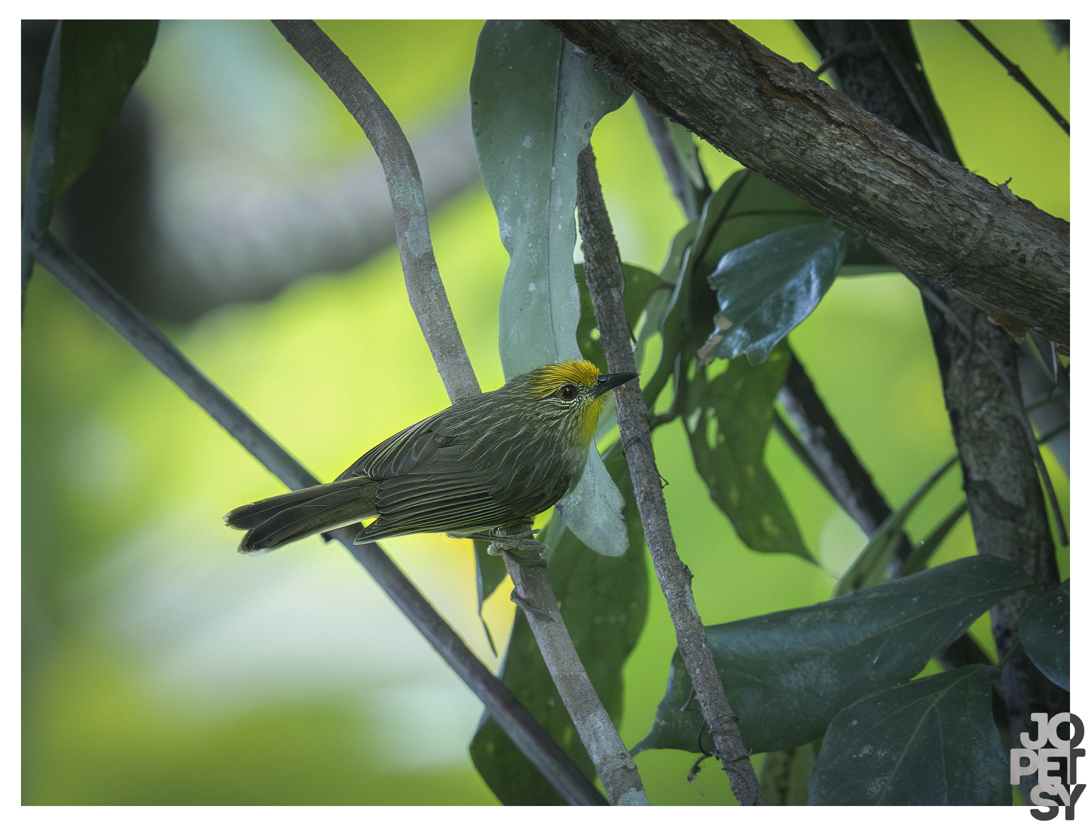Golden-crowned Babbler