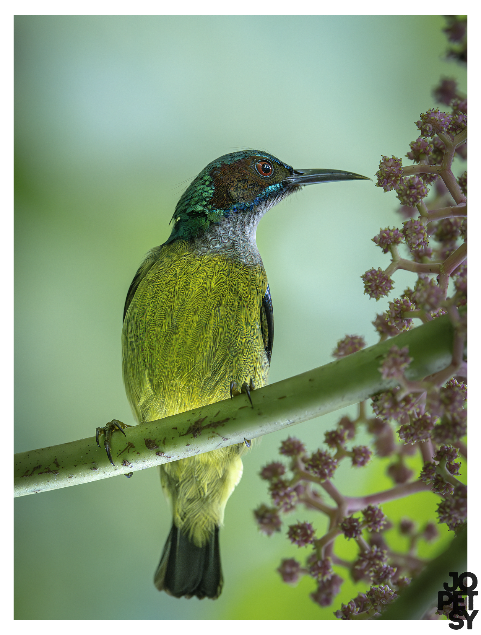 Gray-throated Sunbird