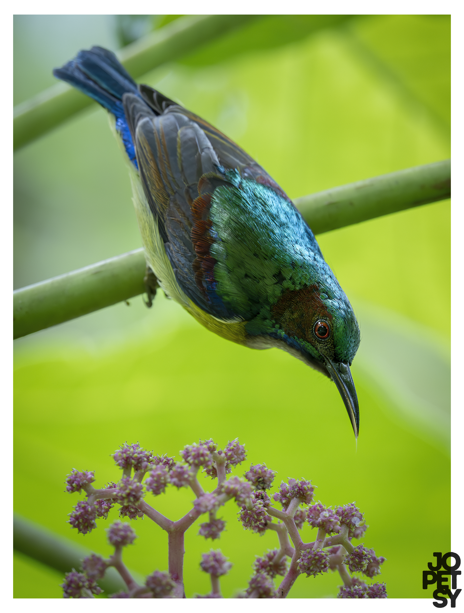 Gray-throated Sunbird