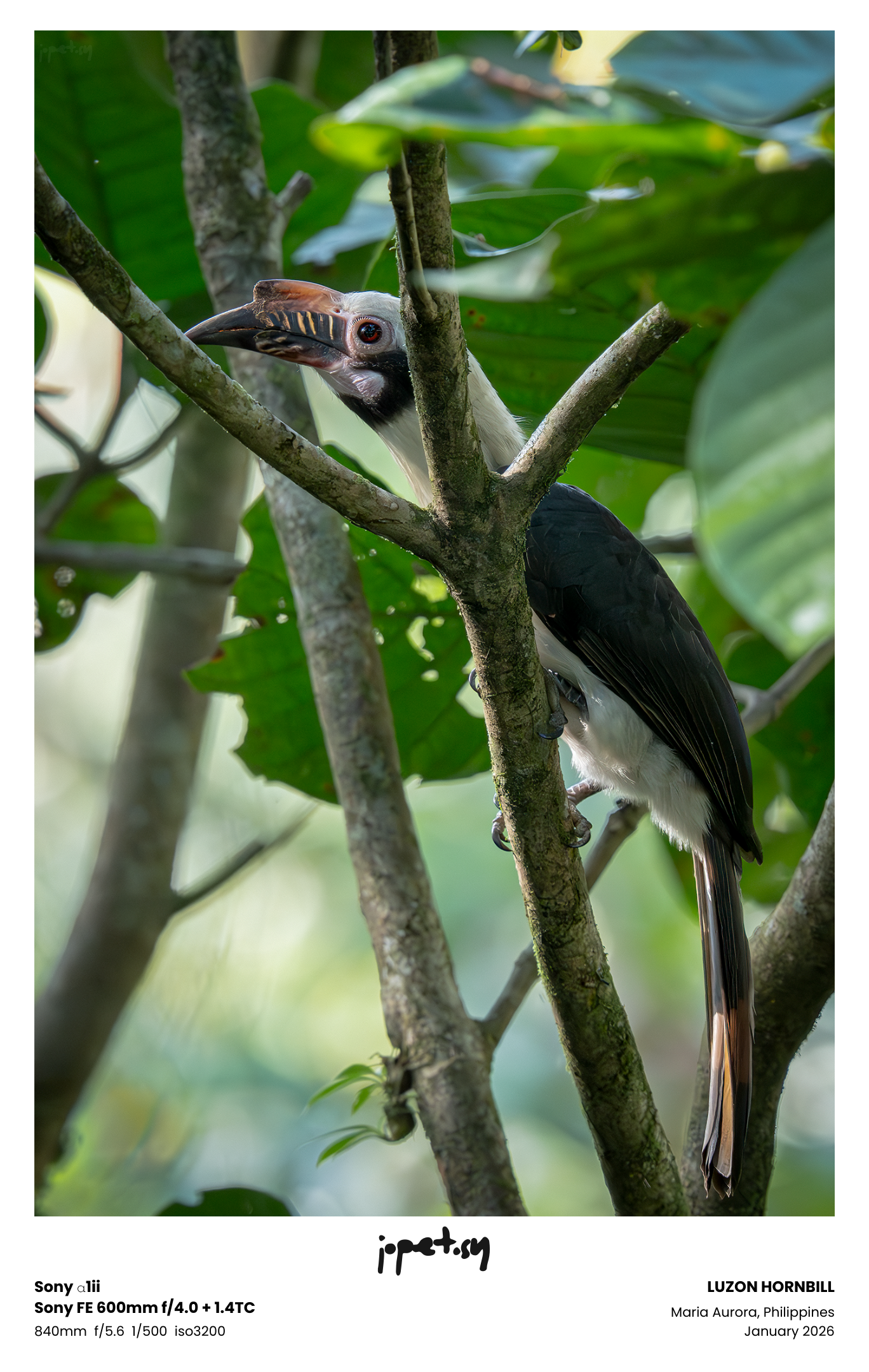 Luzon Hornbill