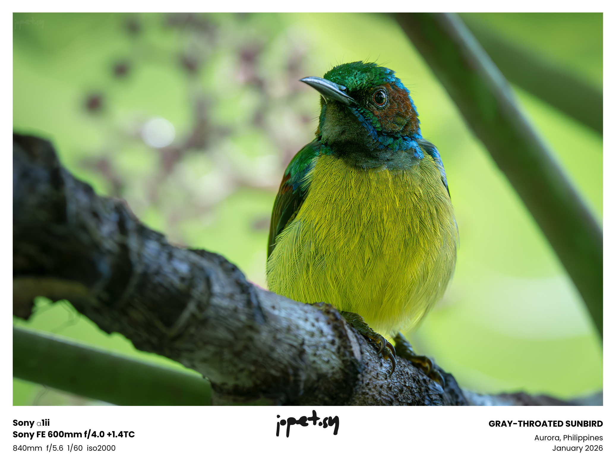 Gray-throated Sunbird