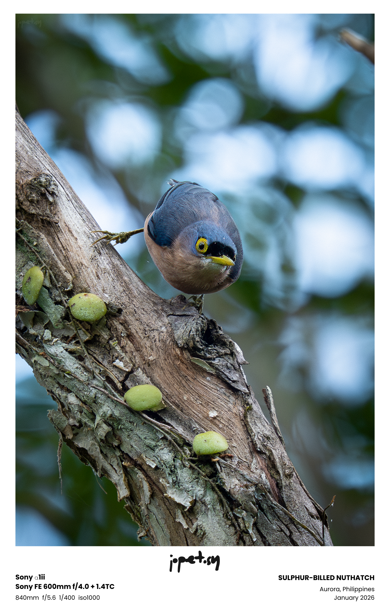 Sulphur-billed Nuthatch
