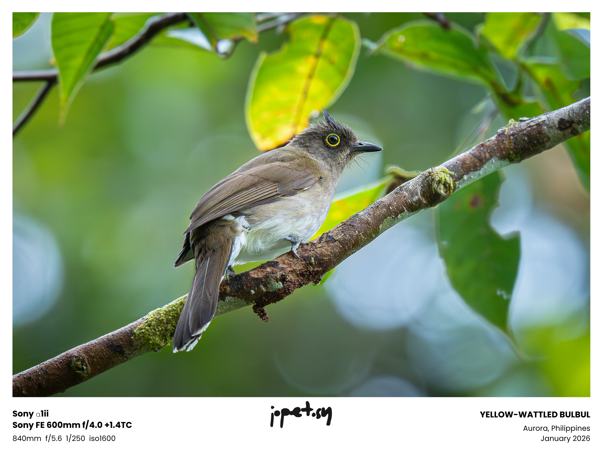 Yellow-wattled Bulbul