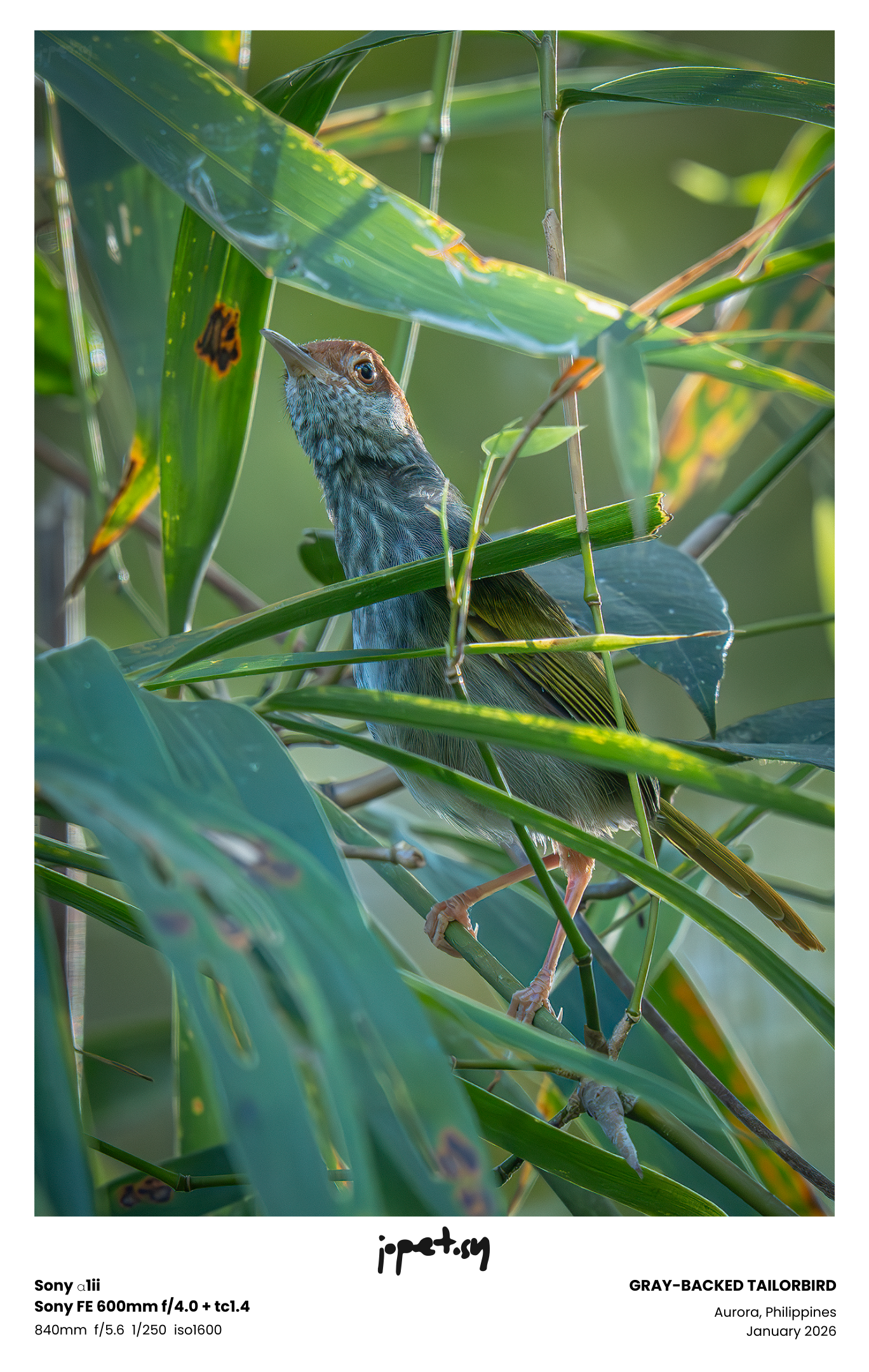 Gray-backed Tailorbird