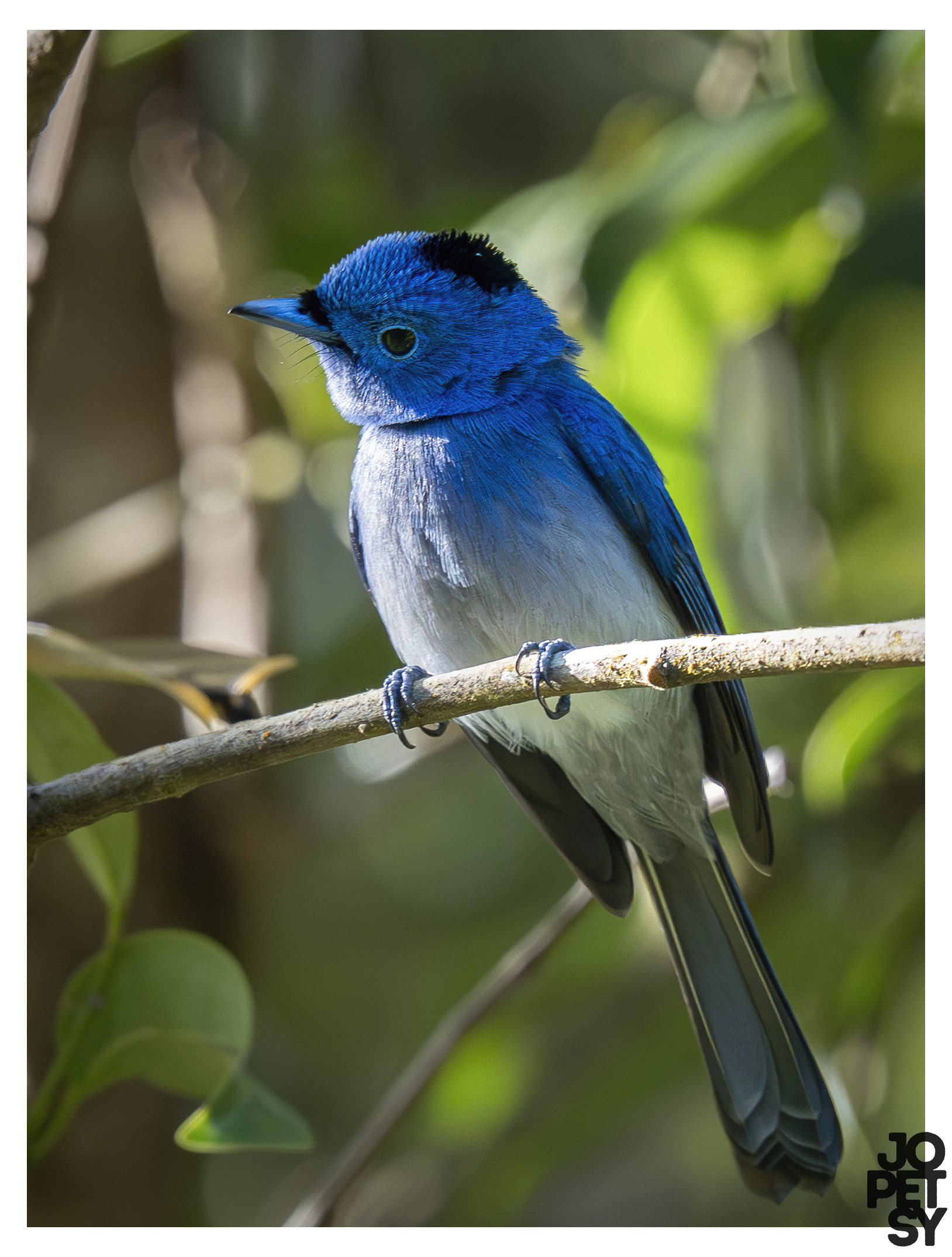 Black-naped Monarch