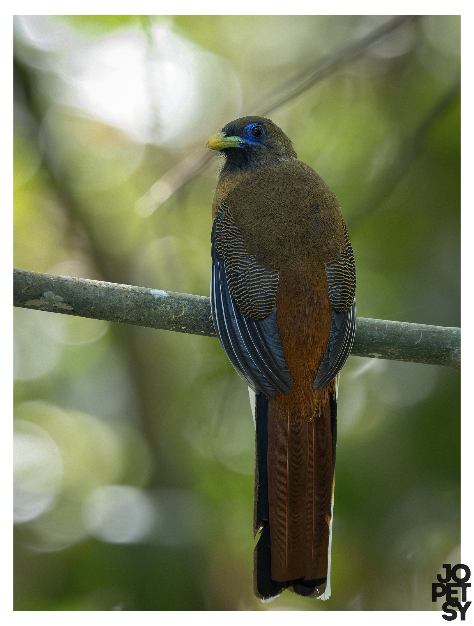 Philippine Trogon