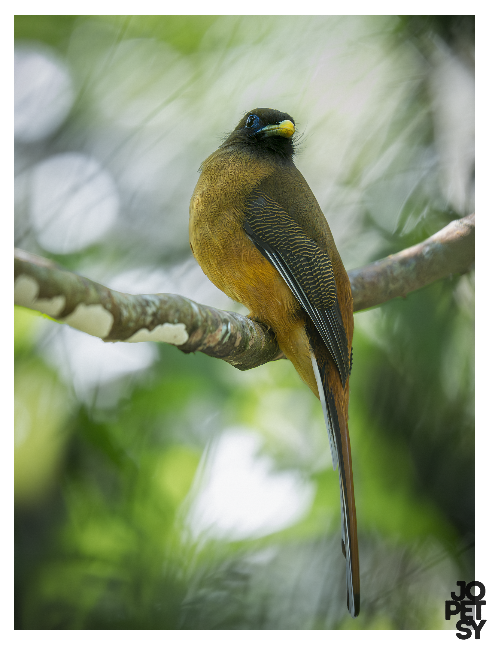 Philippine Trogon