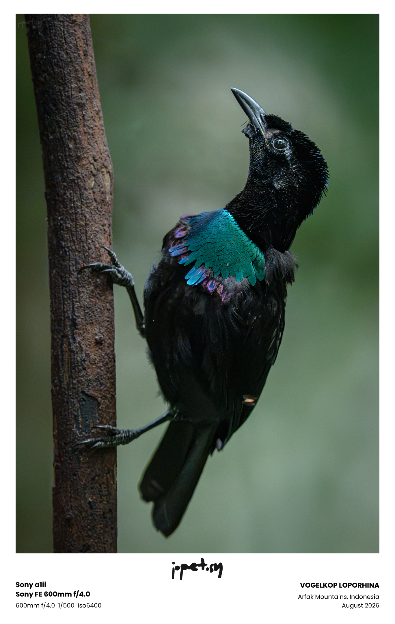 #7: IN PURSUIT OF Birds of Paradise in West Papua