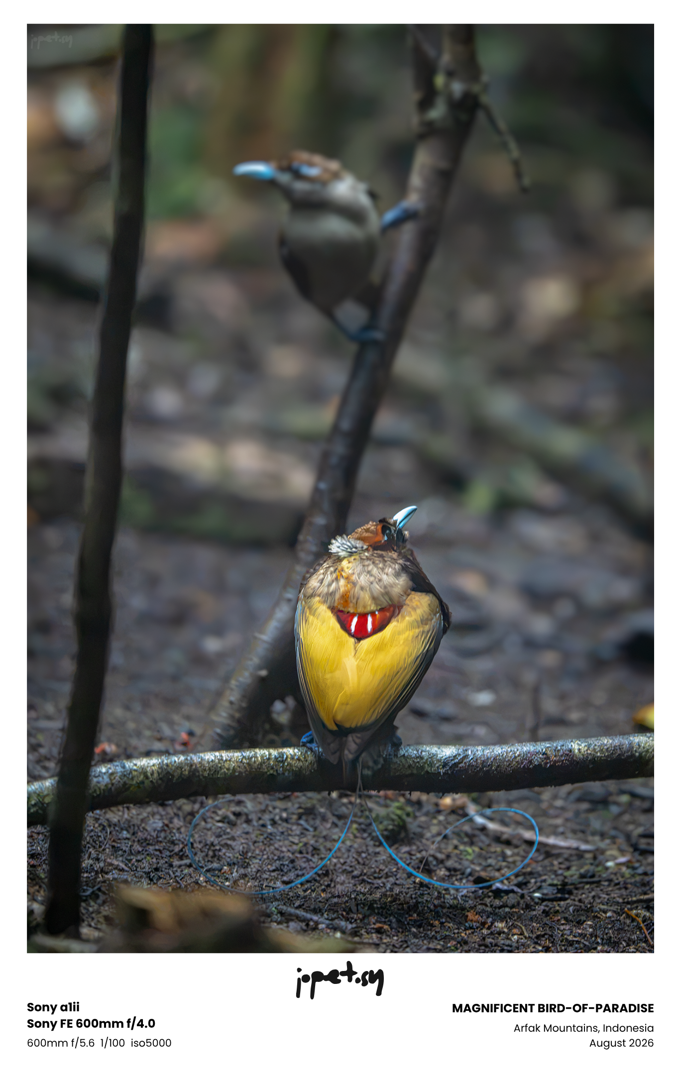 #8: GALLERY: BIRDS OF WEST PAPUA