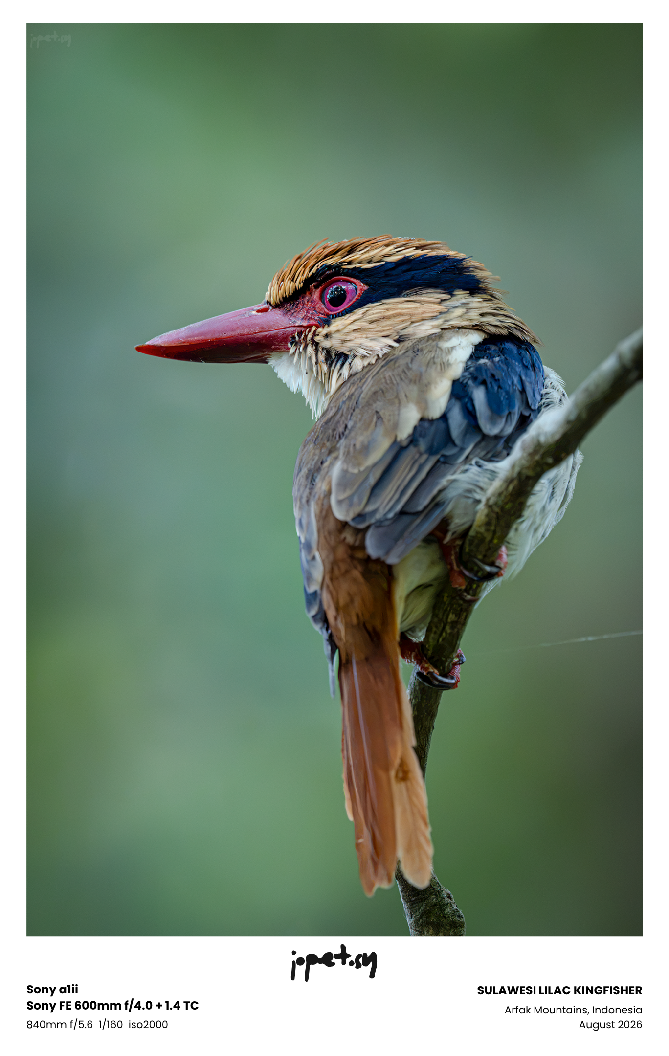 #9: Tangkoko Tales: Among Sulawesi's Feathered Treasures
