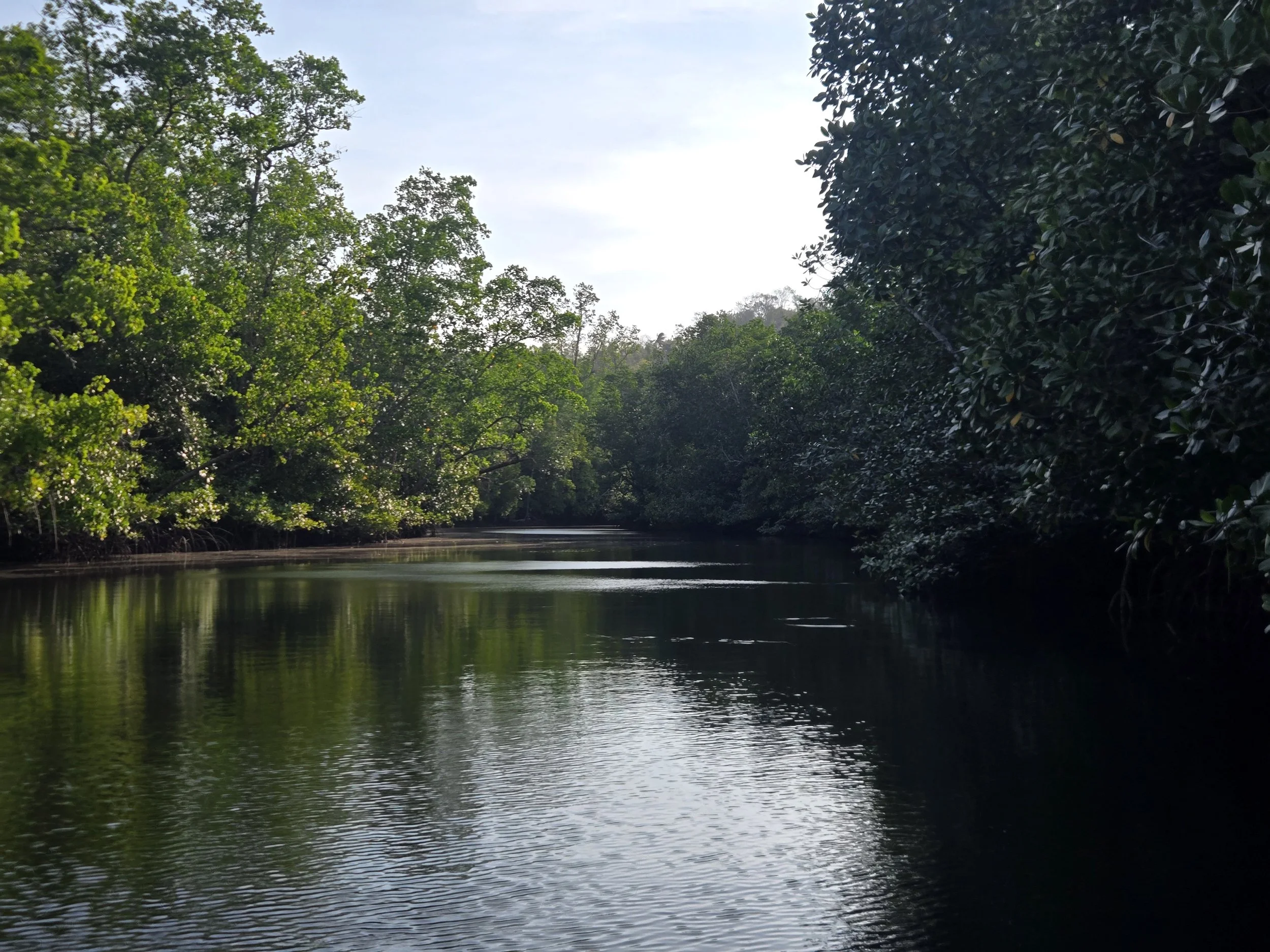 Manggrove cruise