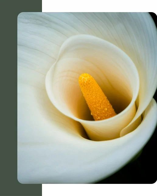 Close-up of a white calla lily flower with a yellow center.