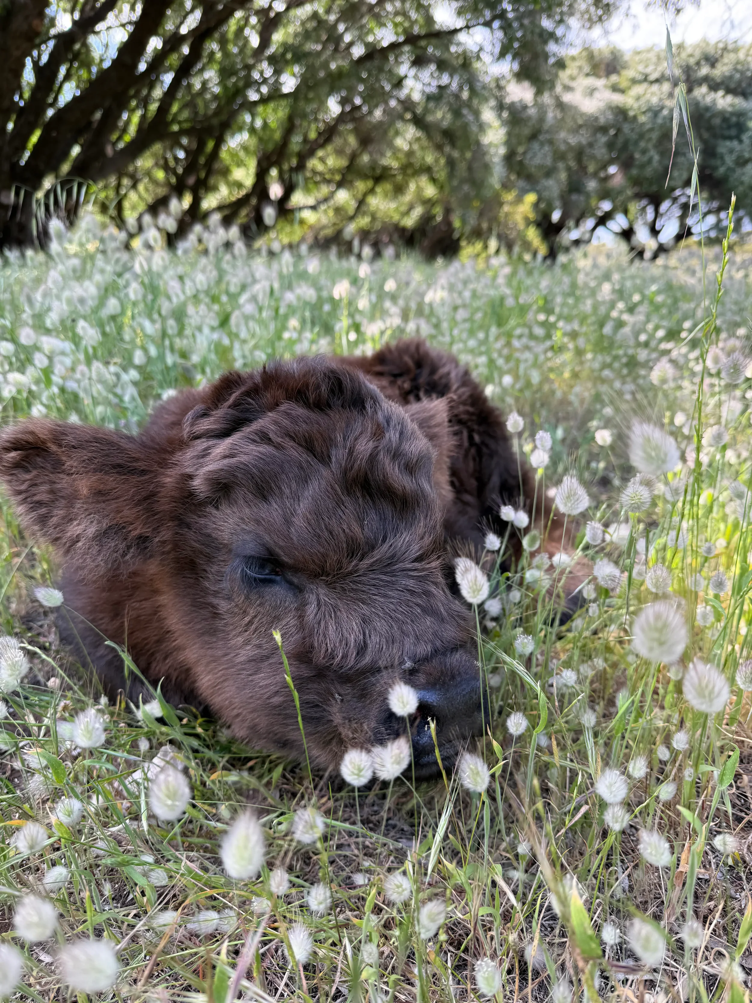 A young Highland cow sleeping in a field of dandelions on a sunny day with trees in the background.