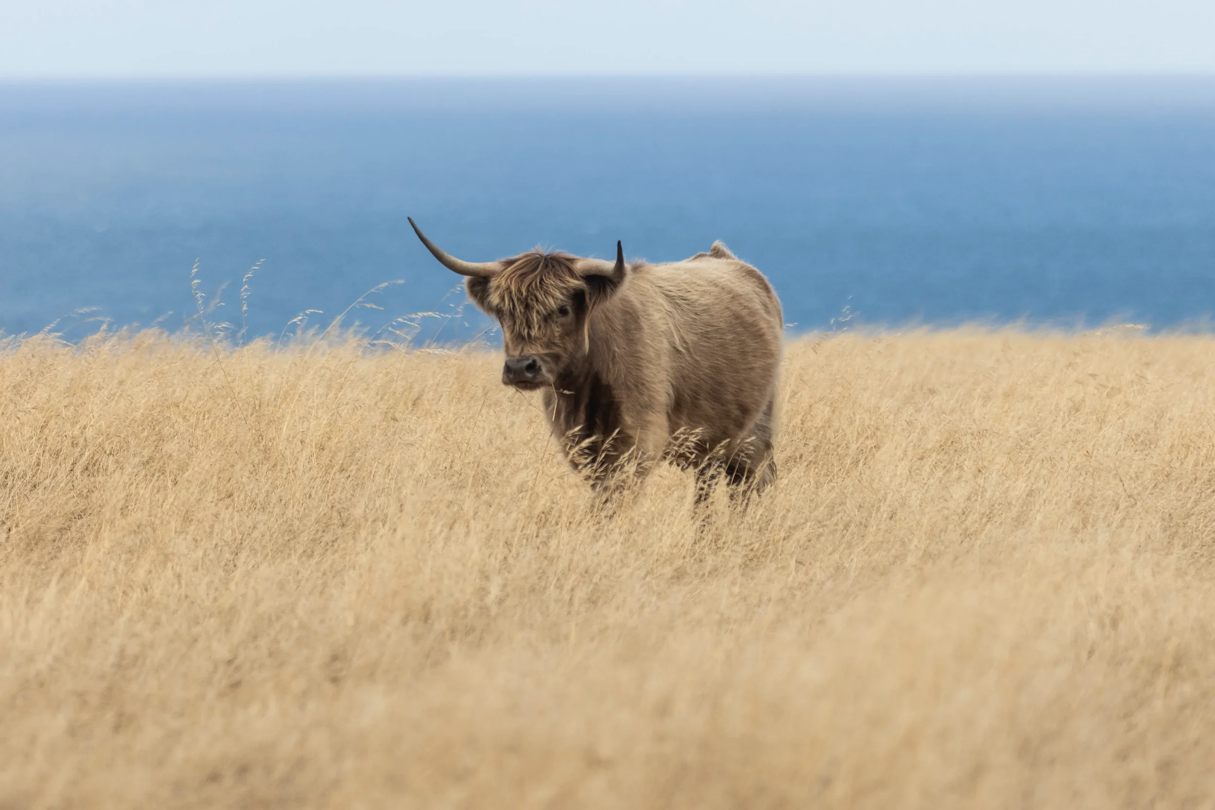 A Highland cow standing in a grassy field with the ocean in the background.