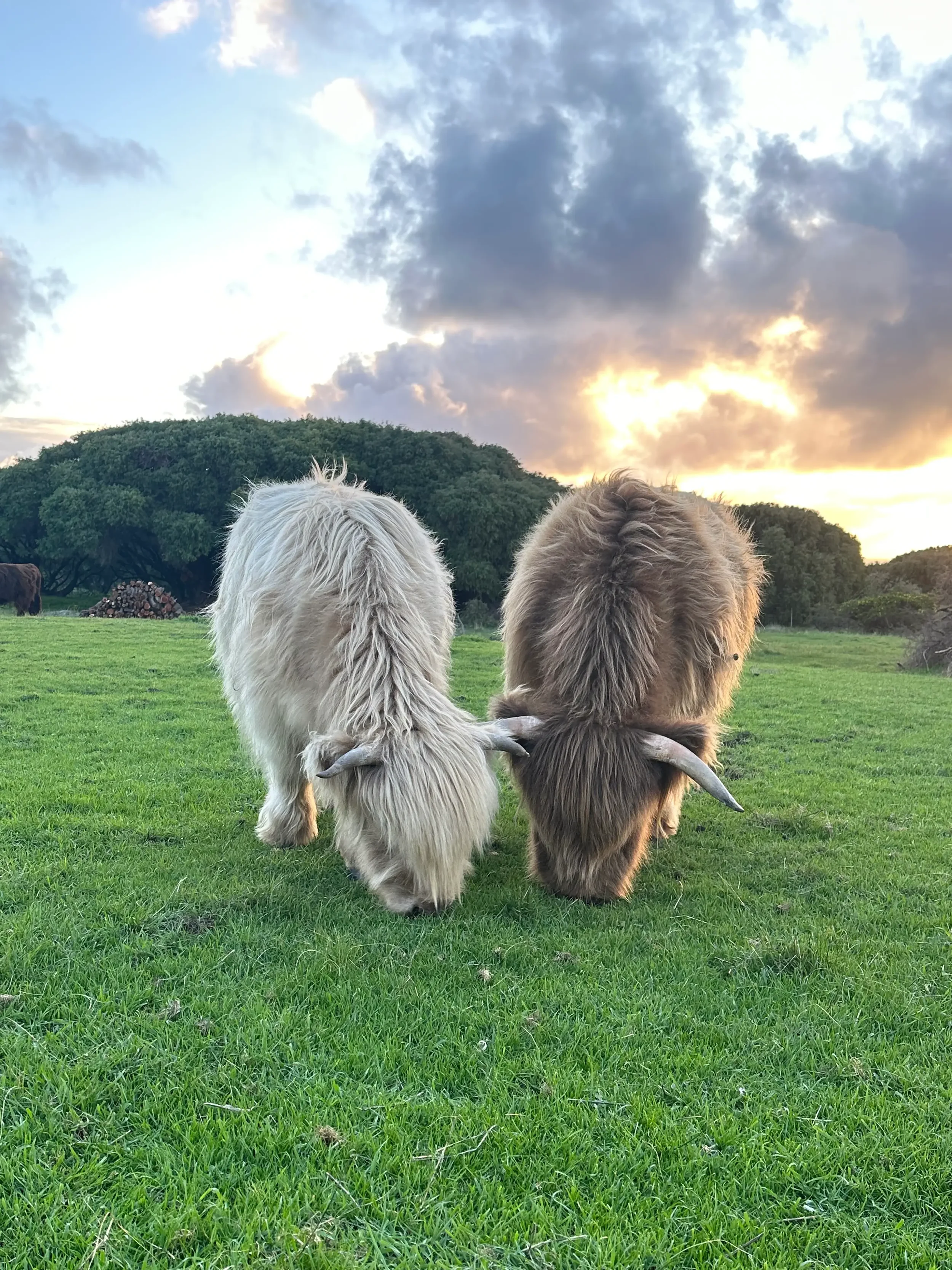 Two Highland cows grazing on green grass at sunset with clouds in the sky.