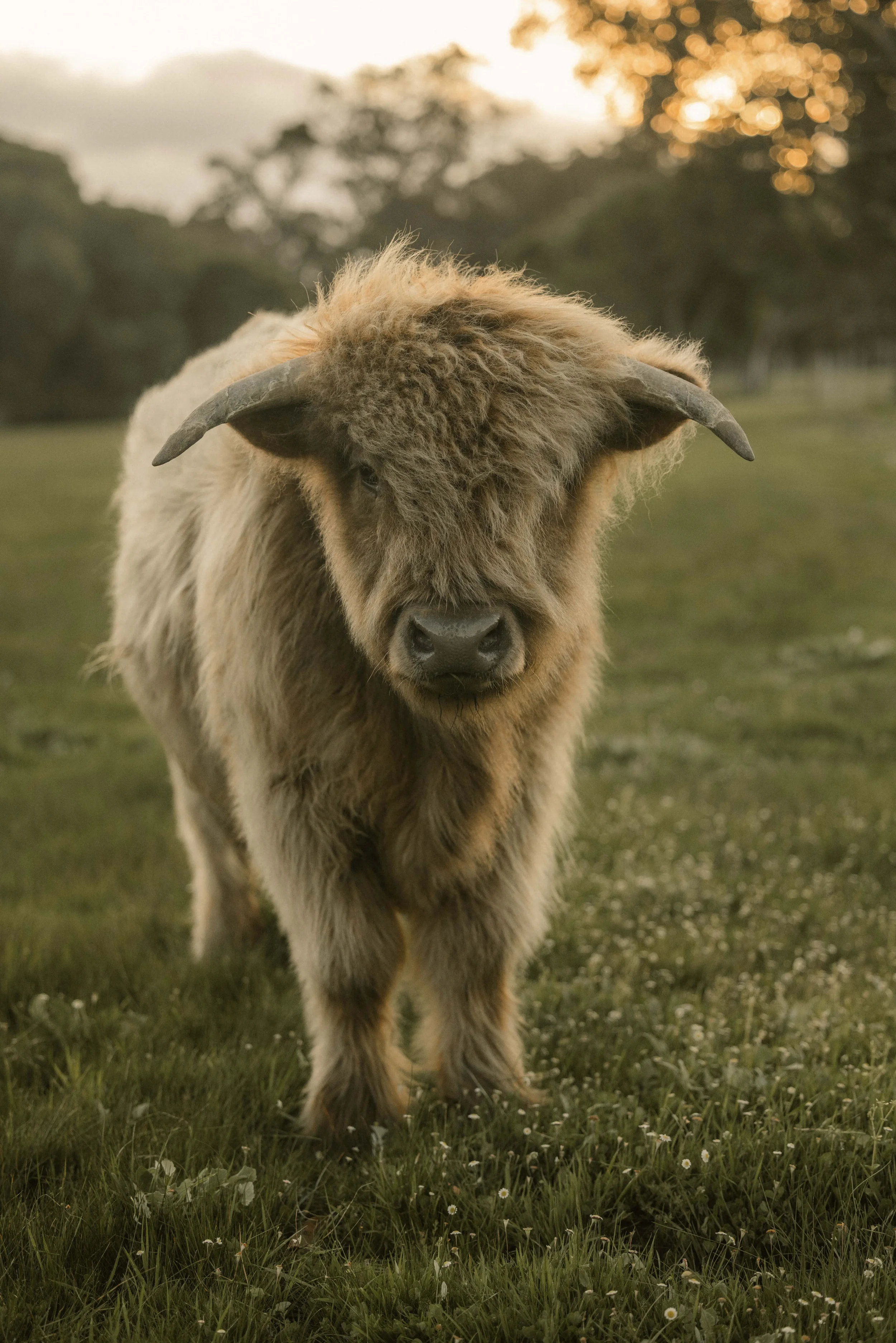 Highland cow for sale in WA