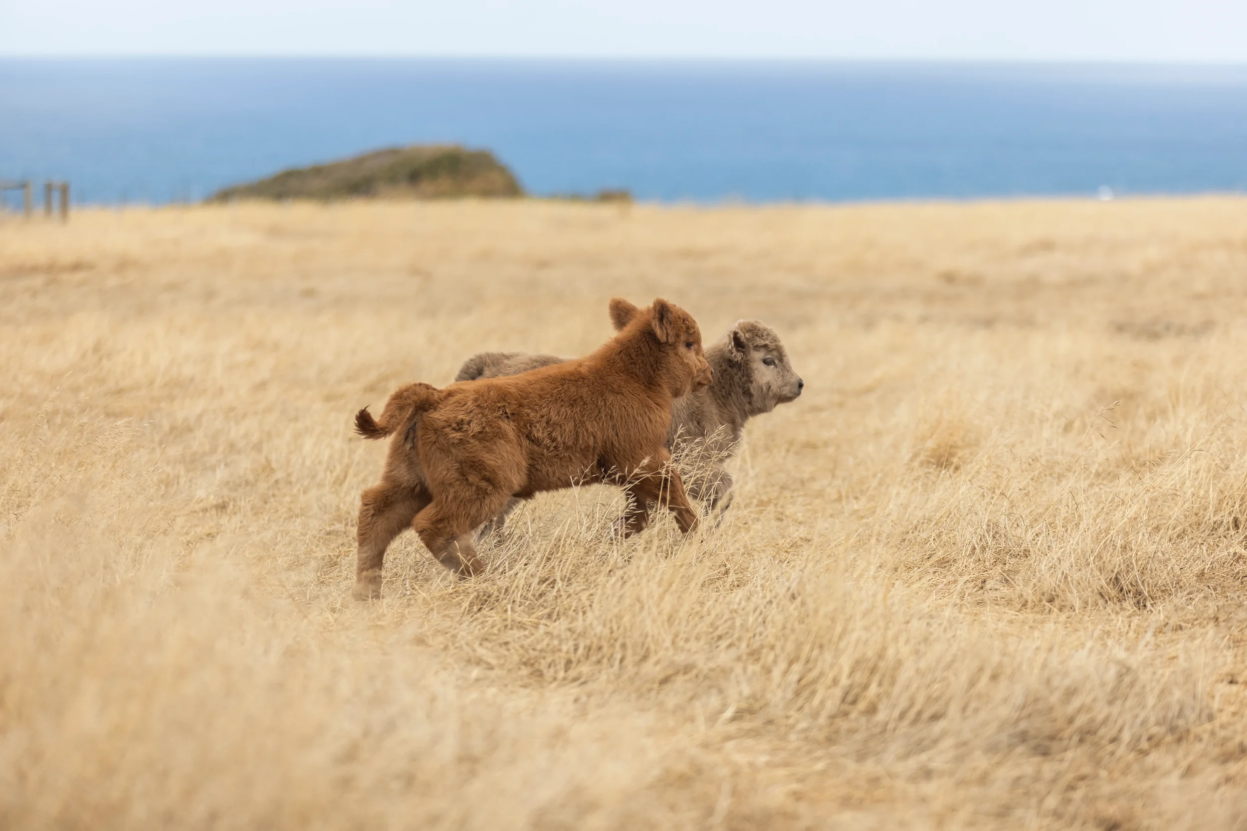 Two Scottish Highland calves running through tall, dry grass with the ocean in the background.