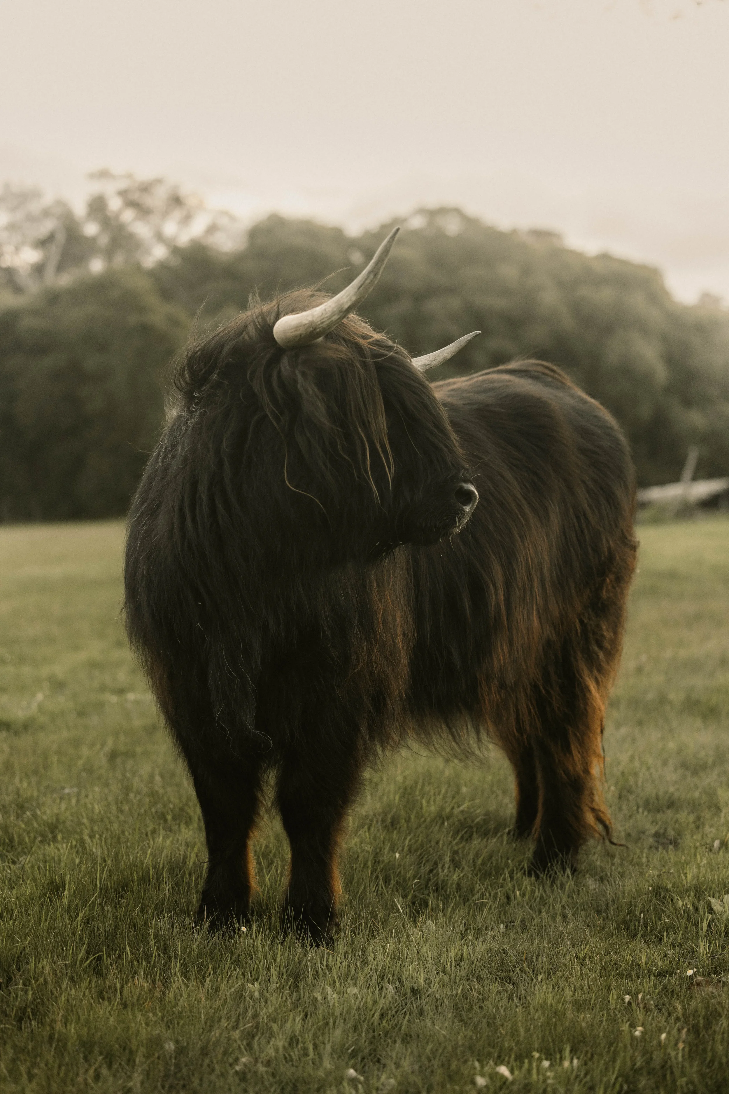 A Scottish Highland cow with long black hair and curved horns standing on a grassy field, with trees and cloudy sky in background.