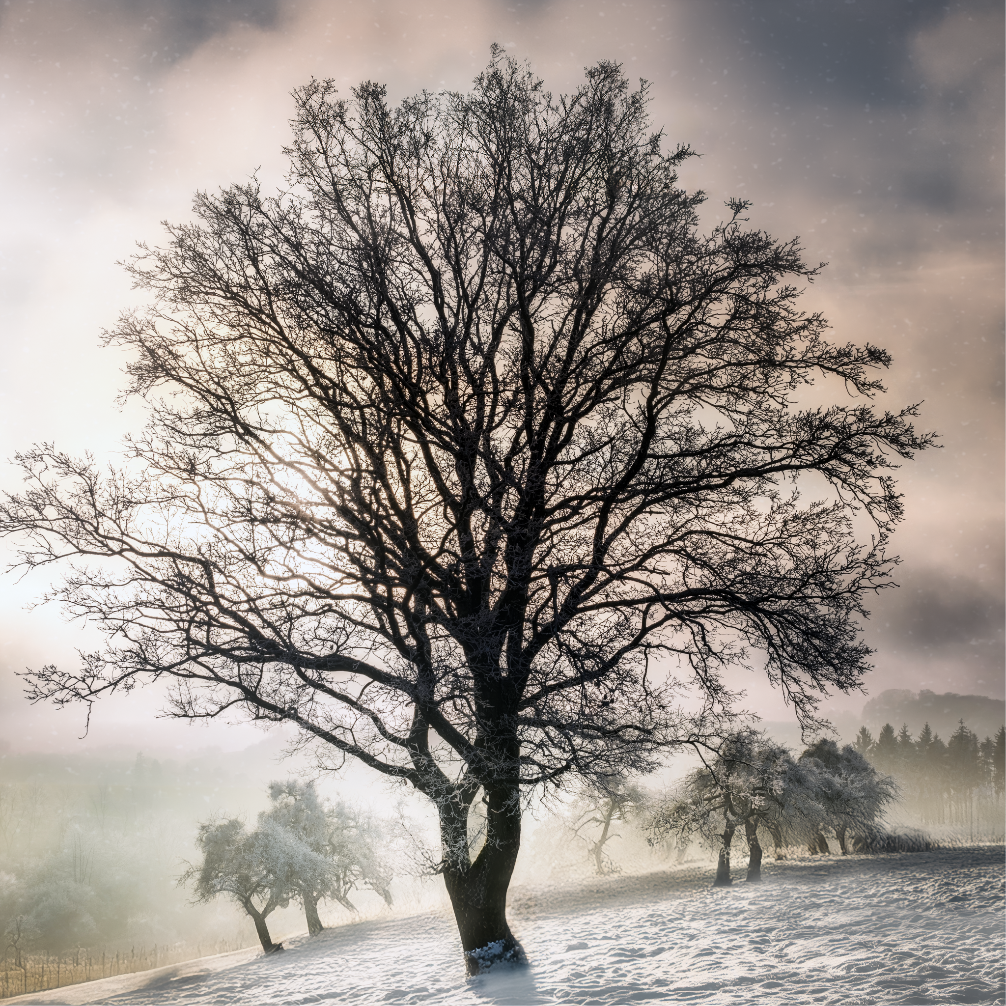 IMGP0183-Edit-2-OK-3-SQUARE-2OK-Final-2-35x35cm_Long Edge_2048x2048_U_70.png