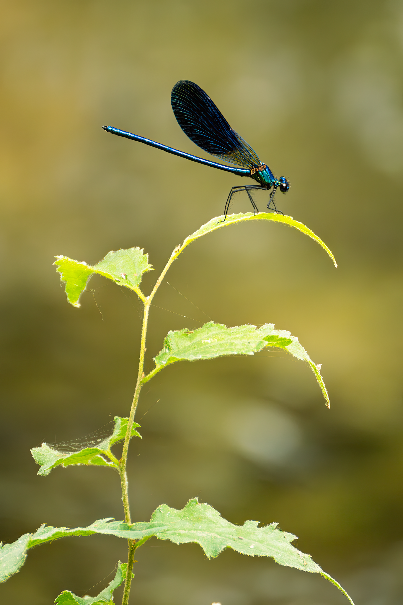 _DSC2755-Edit_Long Edge_1365x2048_U_70.png