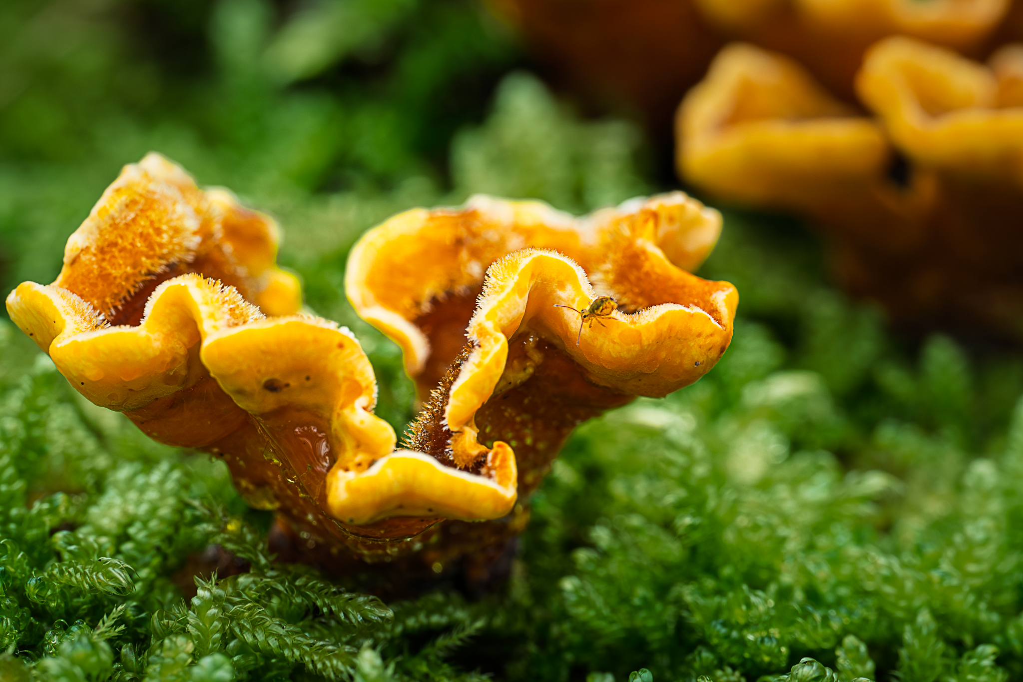 _OZ80081-2_Long Edge_2048x1365_U_70.png