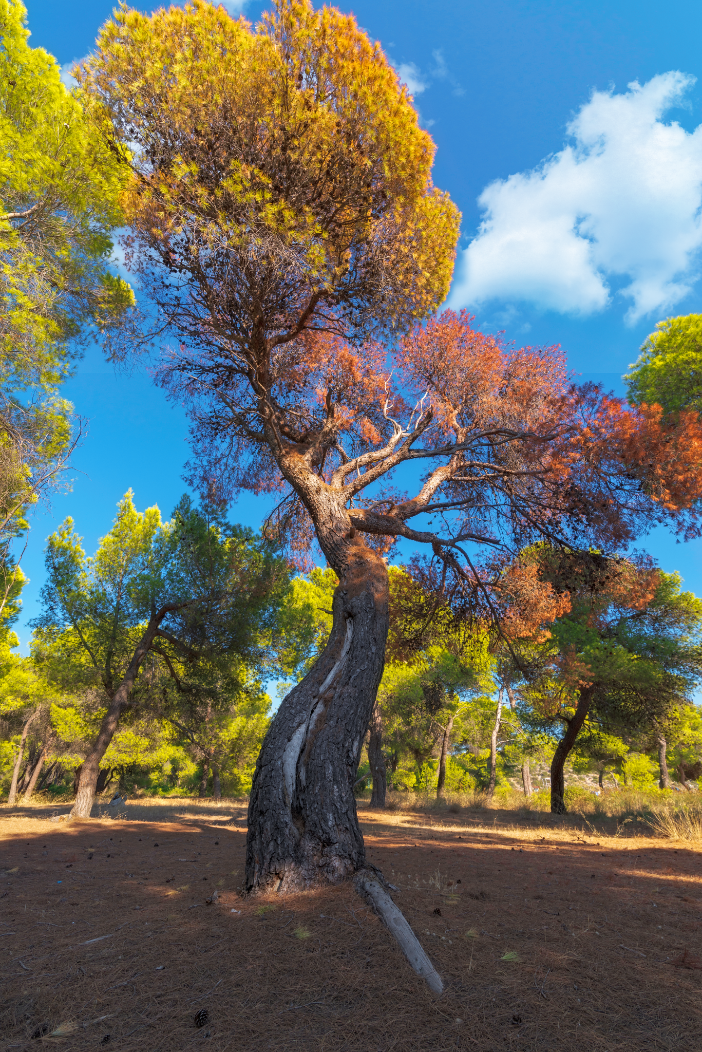 IMGP2596-b_1367x2048_U_40_Long Edge.png