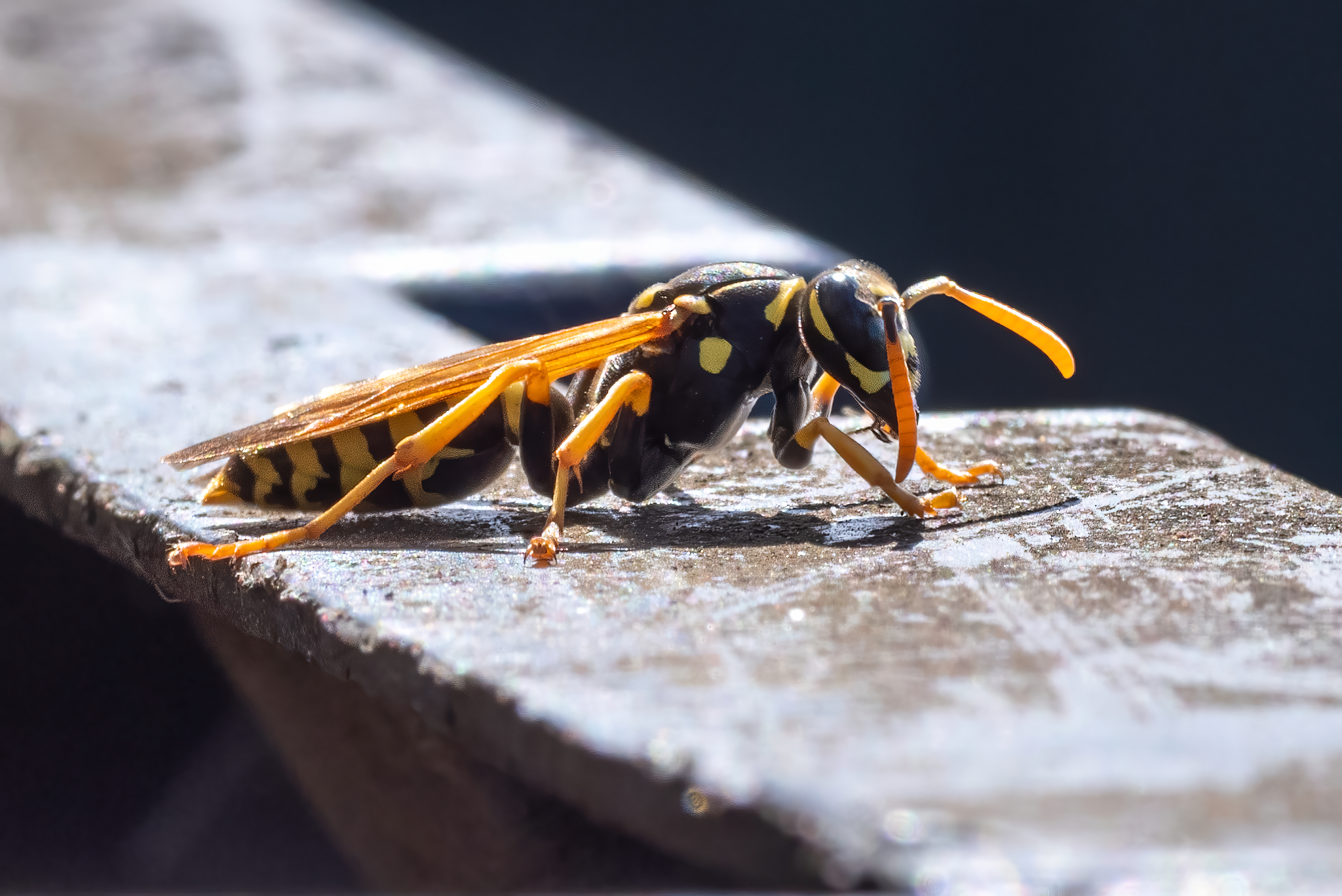 IMGP4053-2-standard-scale-2_00x-gigapixel_Long Edge_2048x1367_U_70.png