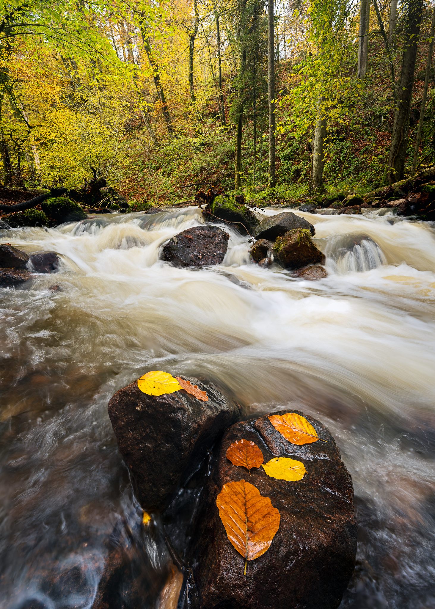 _DSC4744-DxO_DeepPRIME 3-Edit-Crop-5-7-FINAL_Long Edge_1463x2048_U_70.png