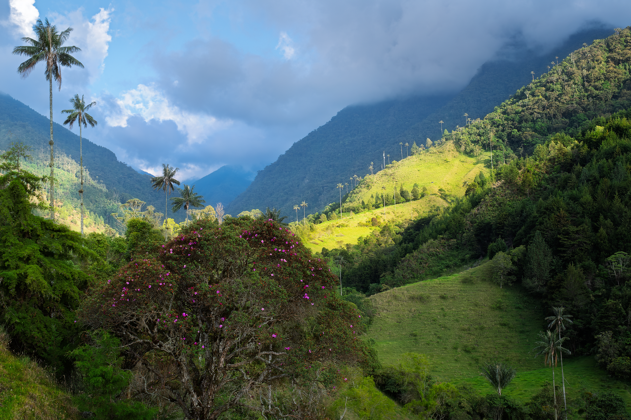 _DSF9485-ValleDeCocora-Salento-Colombia_2048x1365_U_70_Long Edge.png